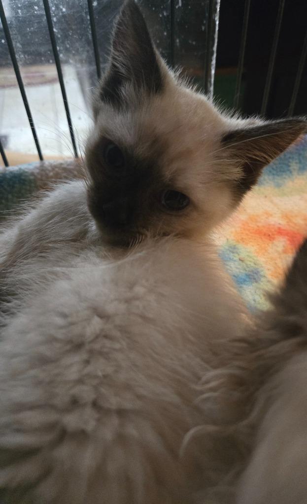 Enlarge Aretha Franklin, a Adopted mixed breed in Brainardsville, NY image 1/1