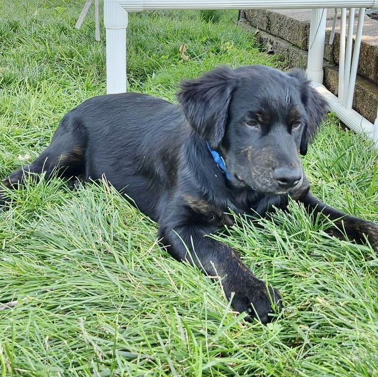 Bob Barker, an adopted mixed breed in Brentwood, TN image 2/5
