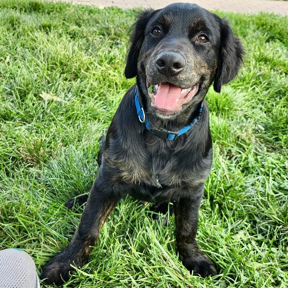 Bob Barker, adopted, Puppy Male Golden Retriever & Flat-Coated Retriever.