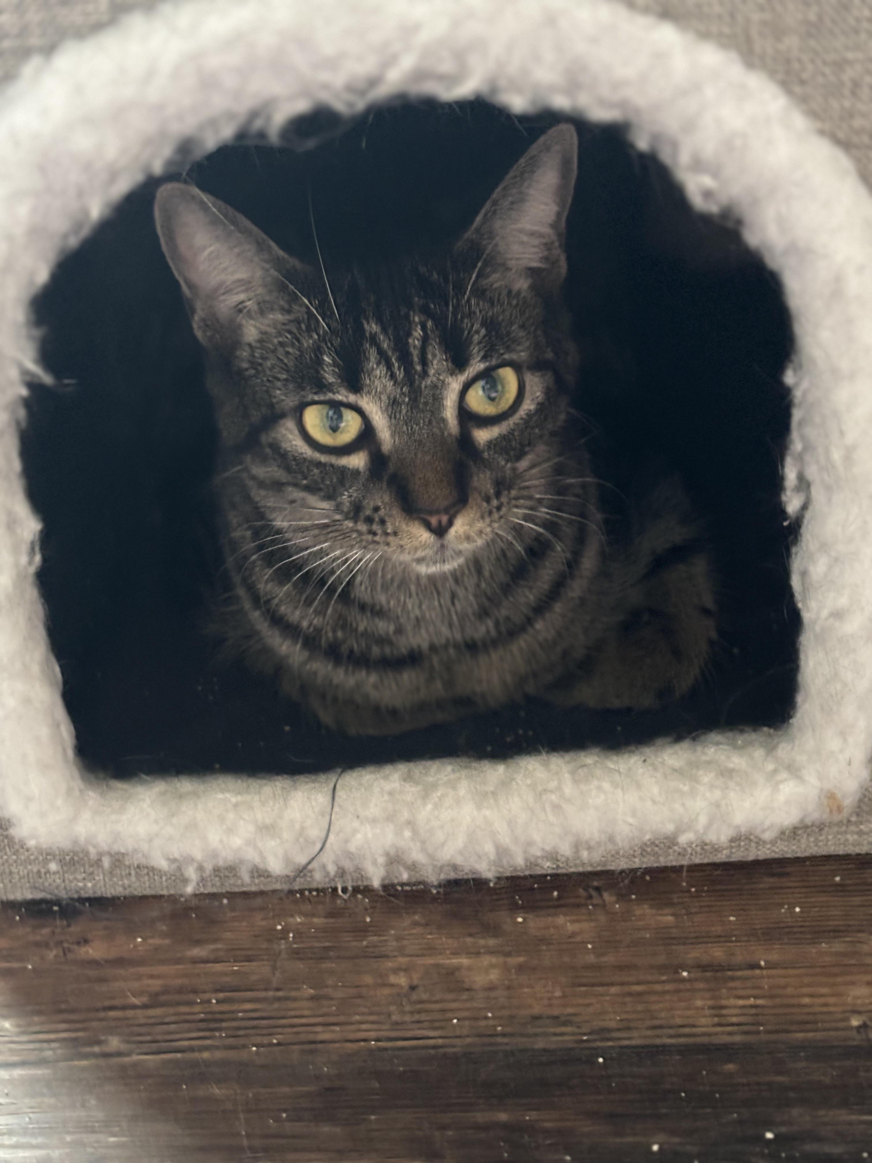 Hootie, Adoptable, Young Female Domestic Short Hair.