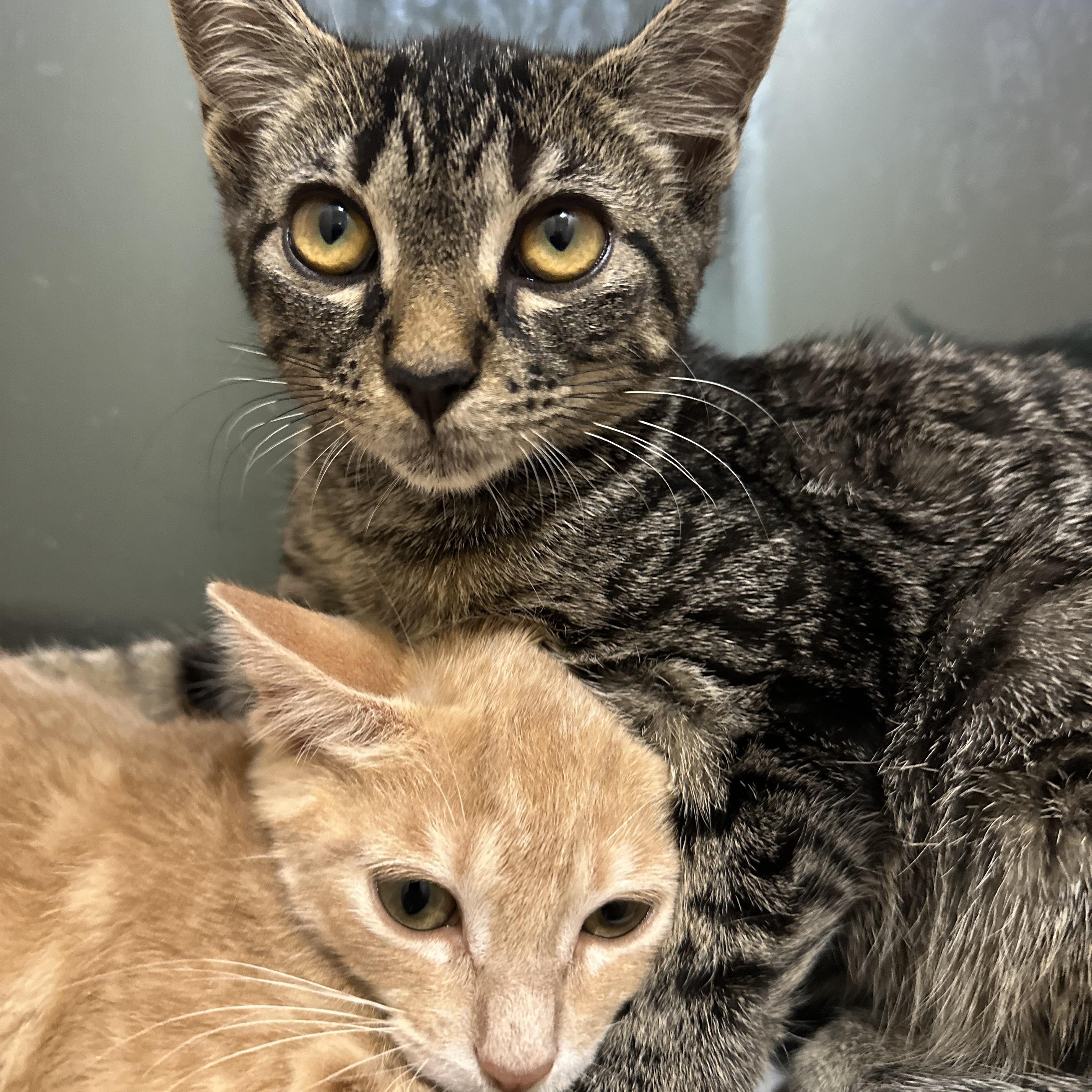 Hootie, Adoptable, Young Female Domestic Short Hair.