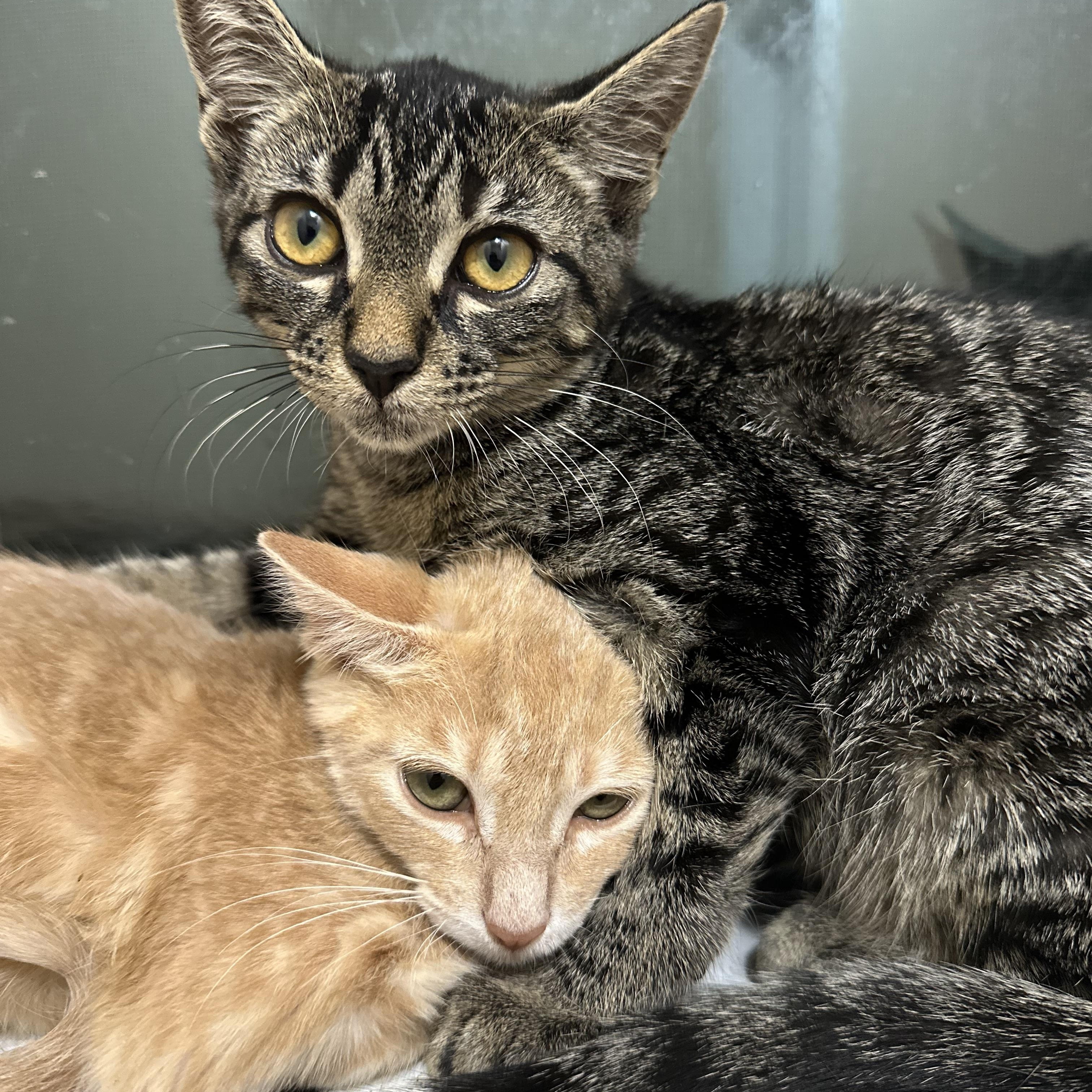 Enlarge Hootie, a Adoptable Domestic Short Hair in Woodstock, GA image 2/5