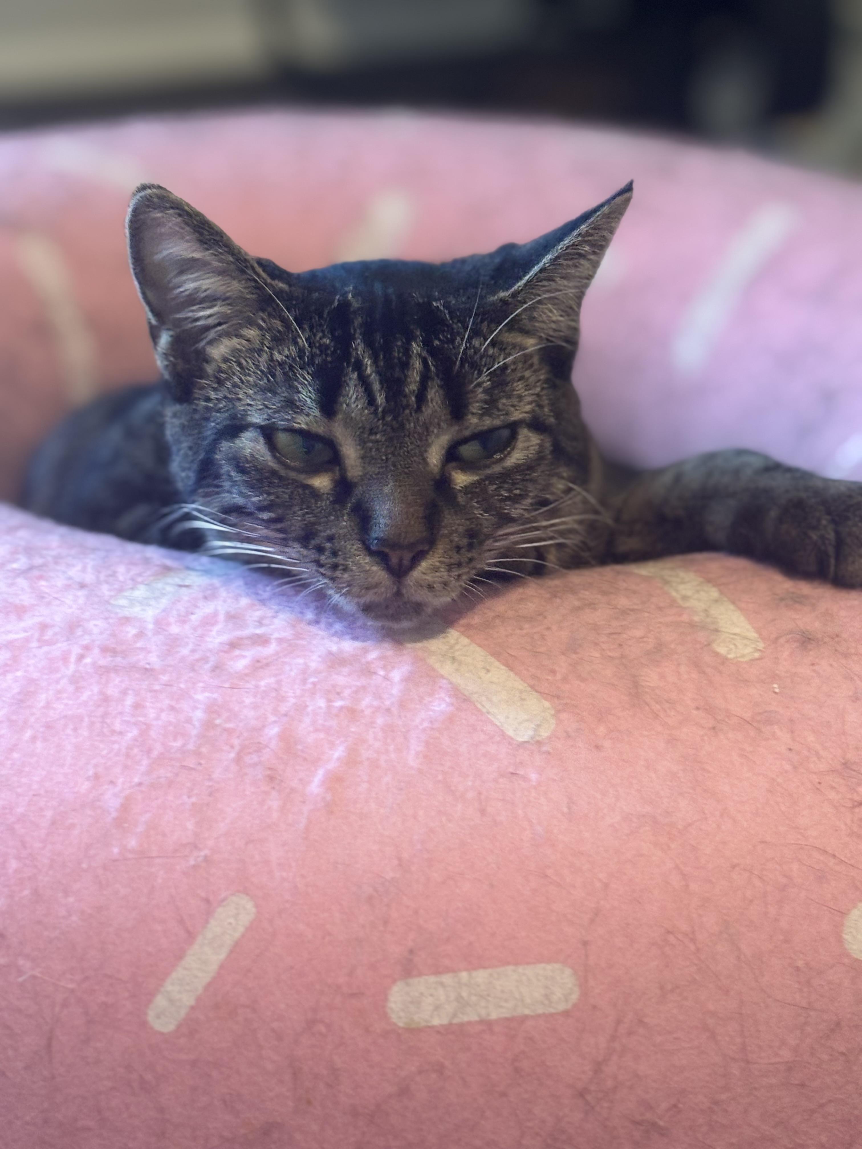 Hootie, a Adoptable Domestic Short Hair in Woodstock, GA image 2/4