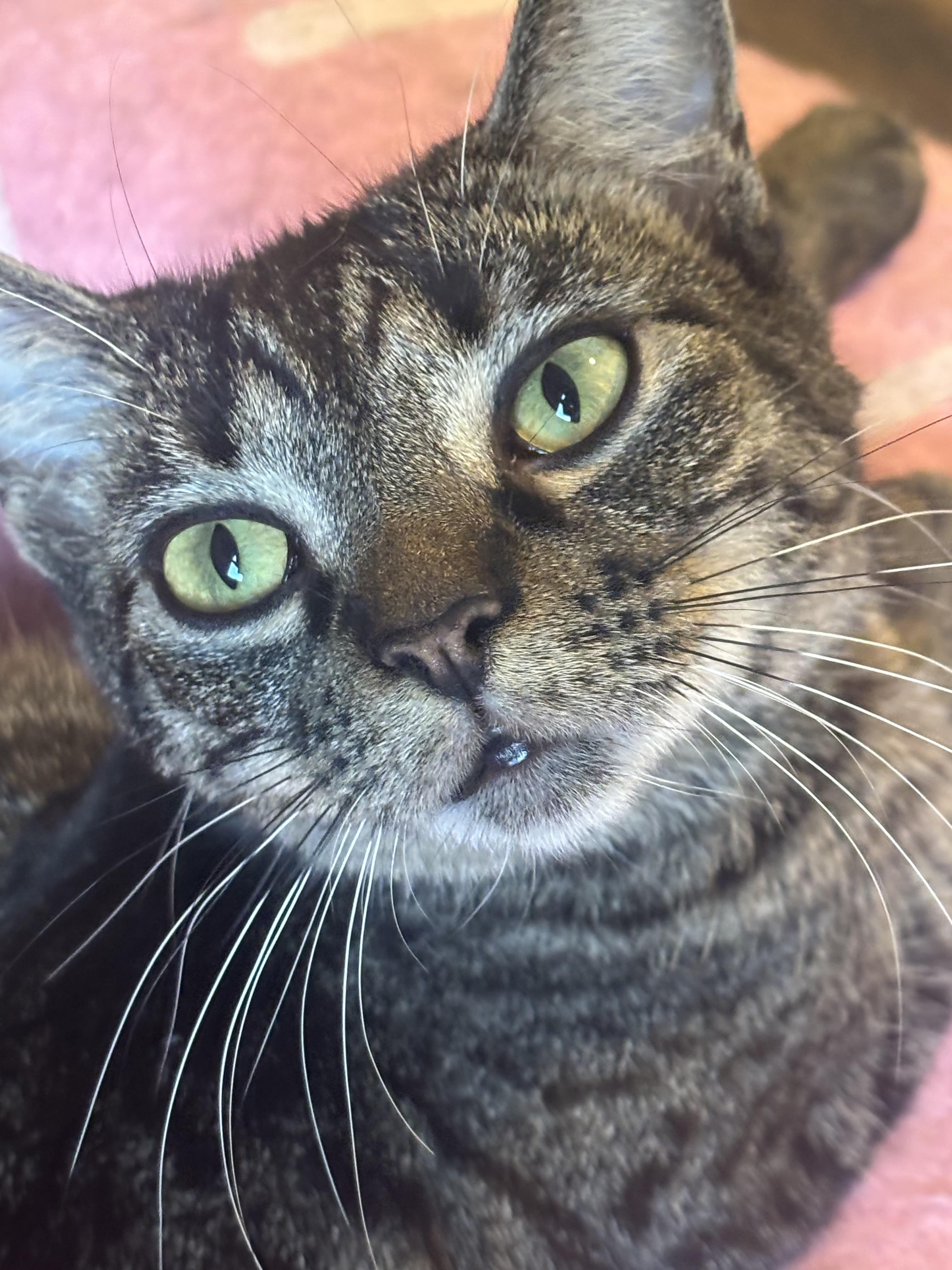 Hootie, a Adoptable Domestic Short Hair in Woodstock, GA image 3/4