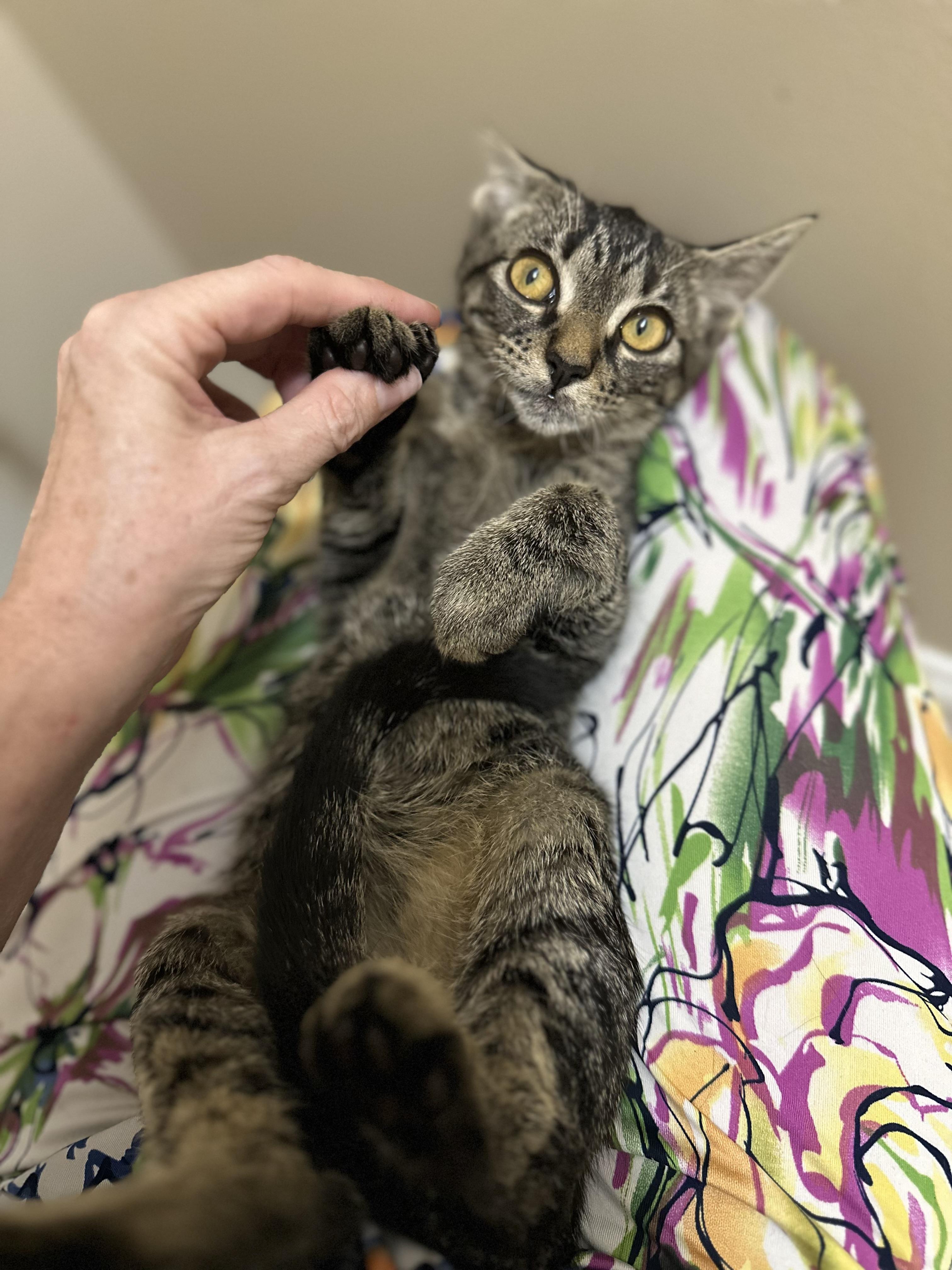 Enlarge Hootie, a Adoptable Domestic Short Hair in Woodstock, GA image 5/5