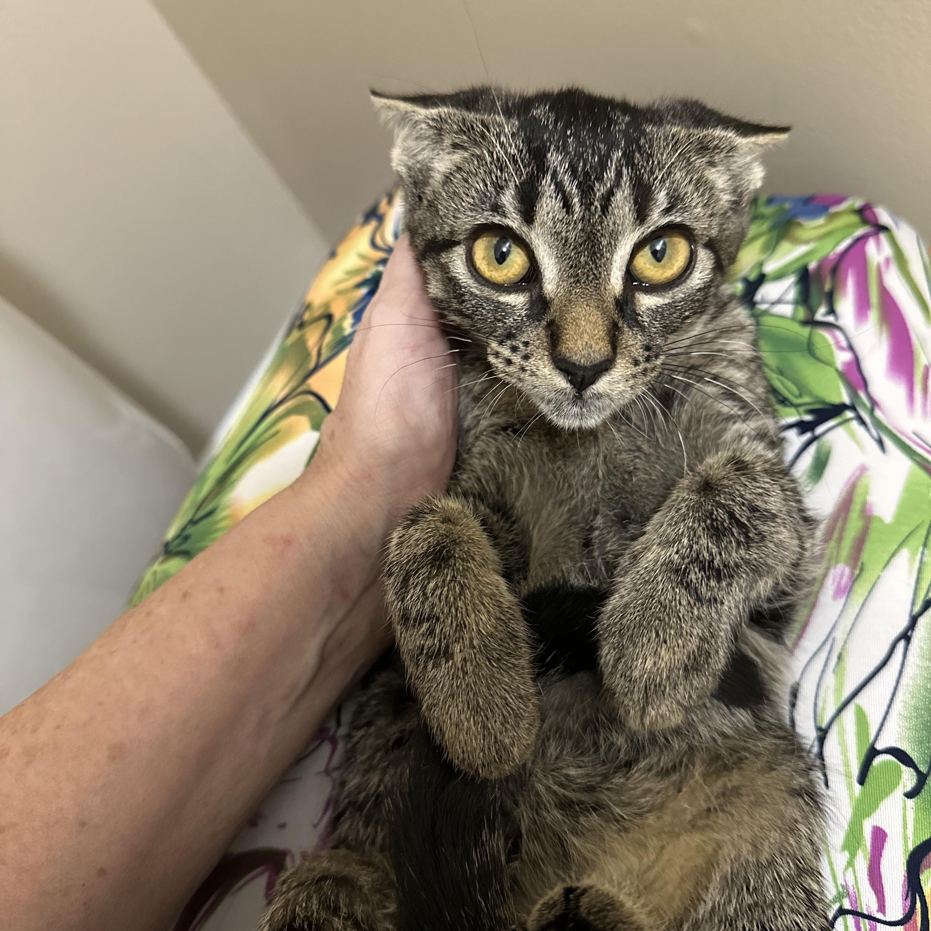 Enlarge Hootie, a Adoptable Domestic Short Hair in Woodstock, GA image 3/5