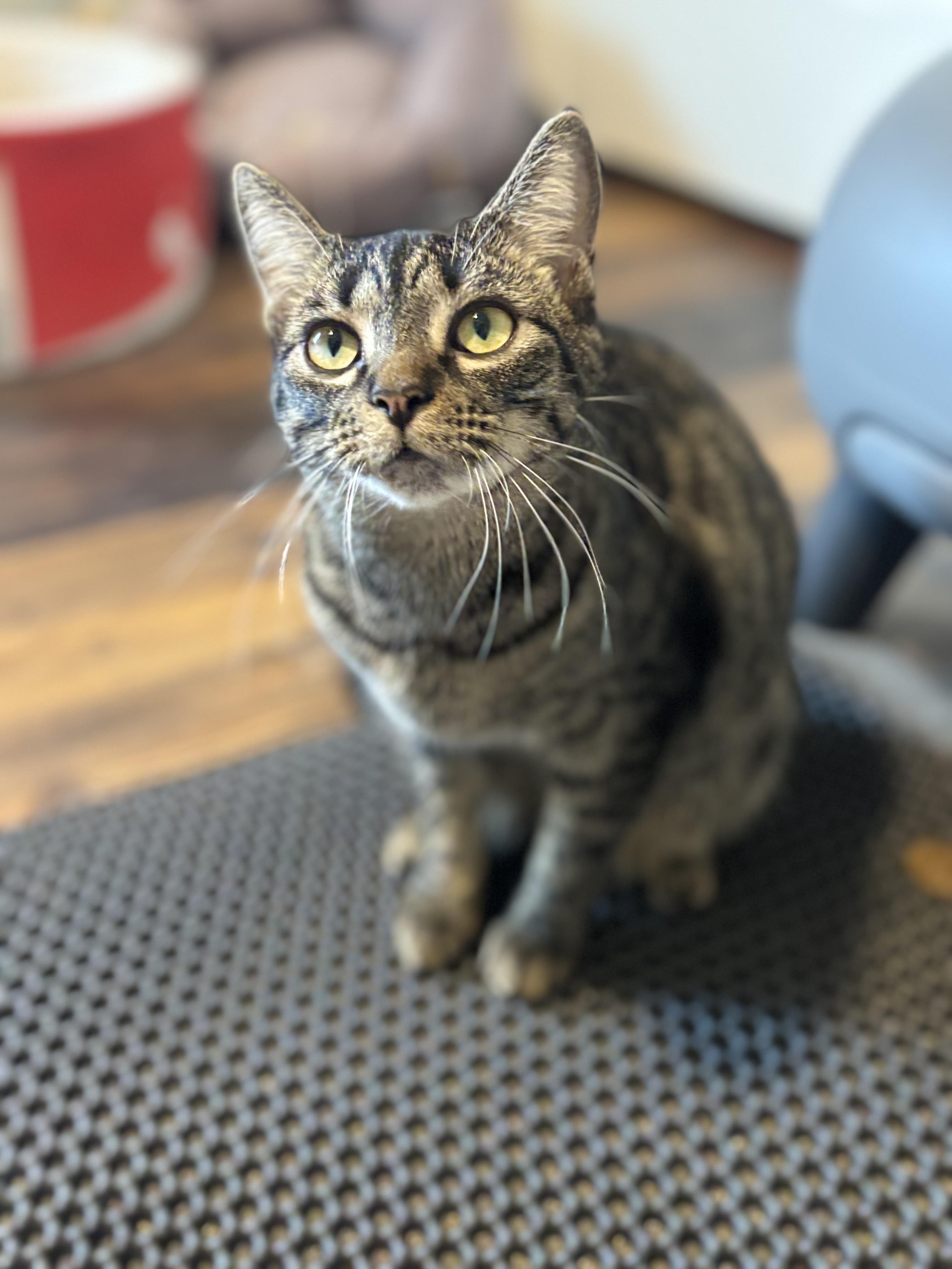 Hootie, a Adoptable Domestic Short Hair in Woodstock, GA image 4/4
