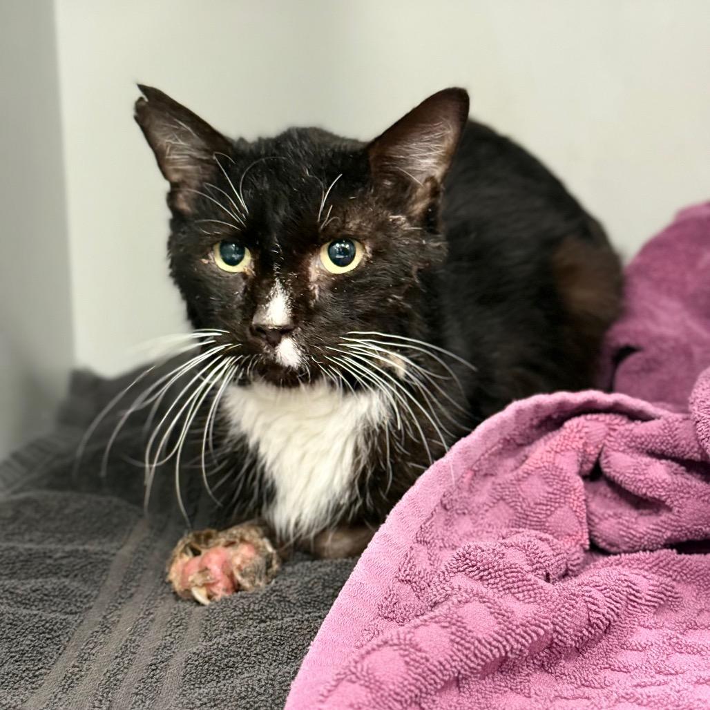 Mumble — thumbnail 2