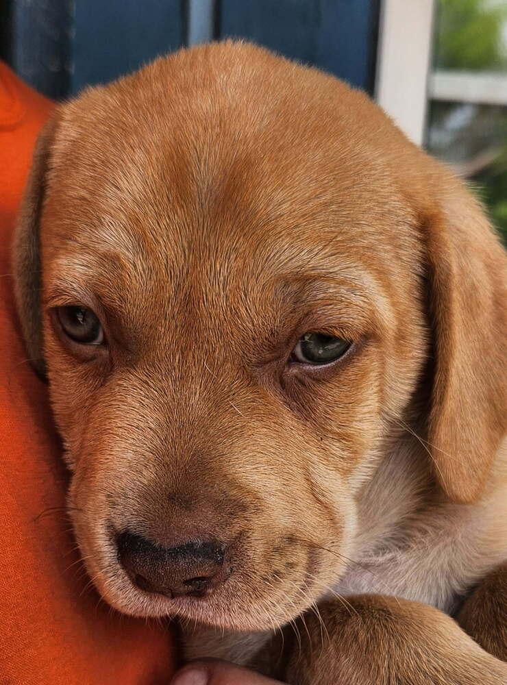 Enlarge Big Boy, a Adoptable mixed breed in Saint Augustine, FL image 1/1