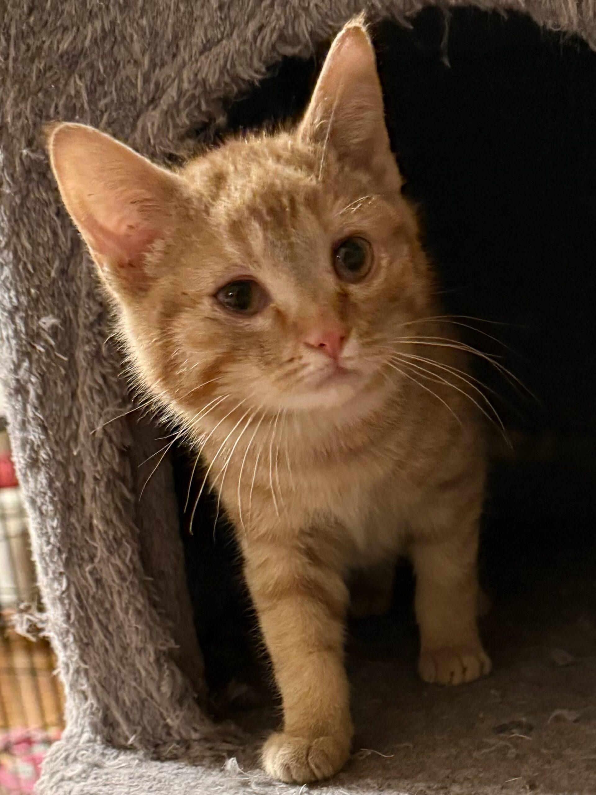 Mica, Adoptable, Young Male Domestic Short Hair.