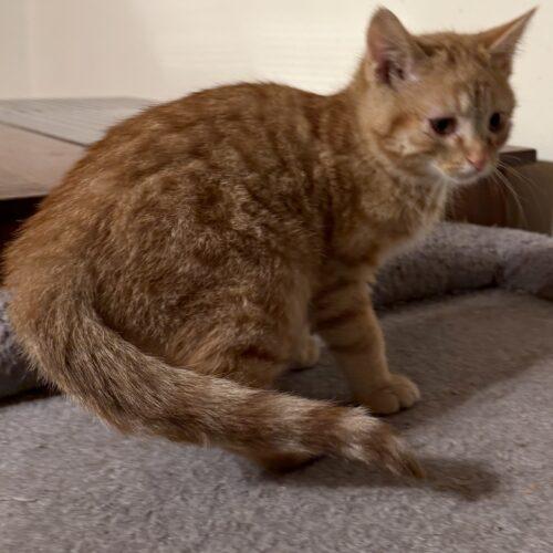 Enlarge Mica, a Adoptable Domestic Short Hair in Kenosha, WI image 2/2