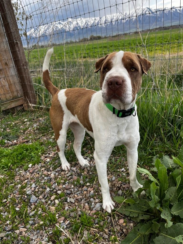 Rosie **Courtesy Post. Out of town pet. See below for details**