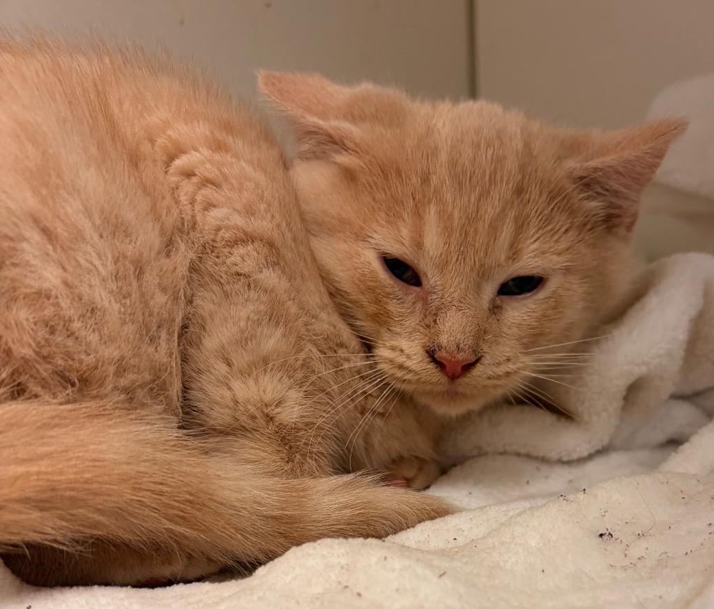 Eggnog, Adoptable, Kitten Male Domestic Short Hair.