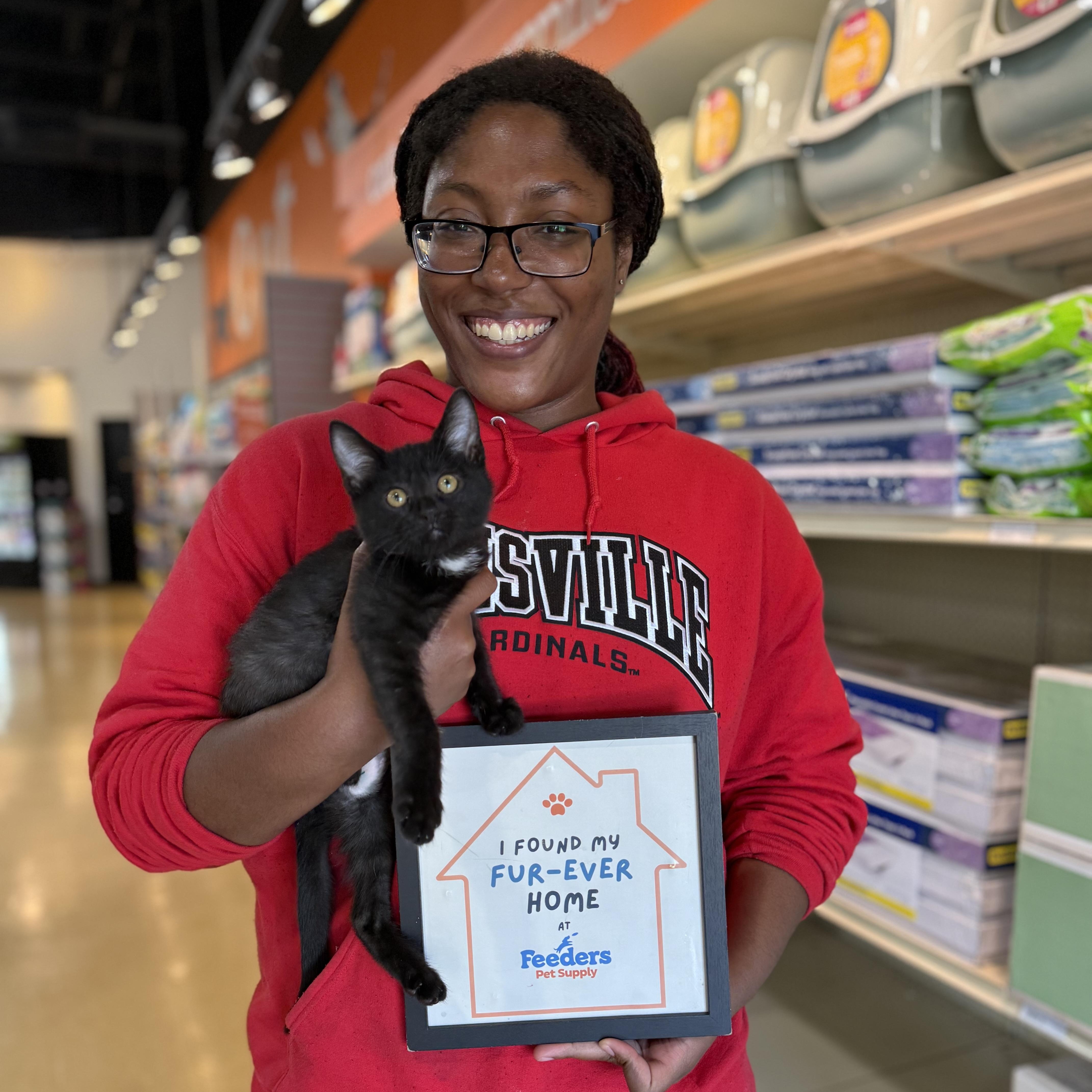 Enlarge Eve, an adopted Domestic Short Hair in Louisville, KY image 2/2