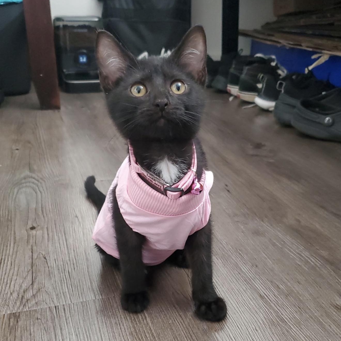 Eve, adopted, Kitten Female Domestic Short Hair.