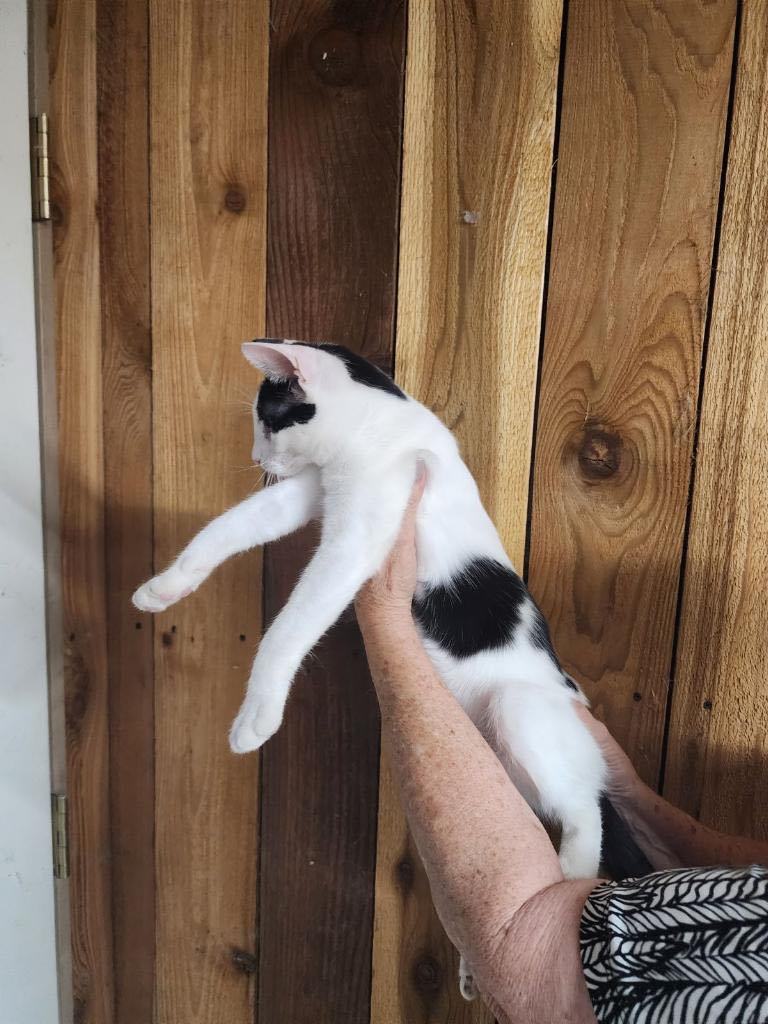 Action Jackson , an adoptable American Shorthair in Venus, TX_image-1