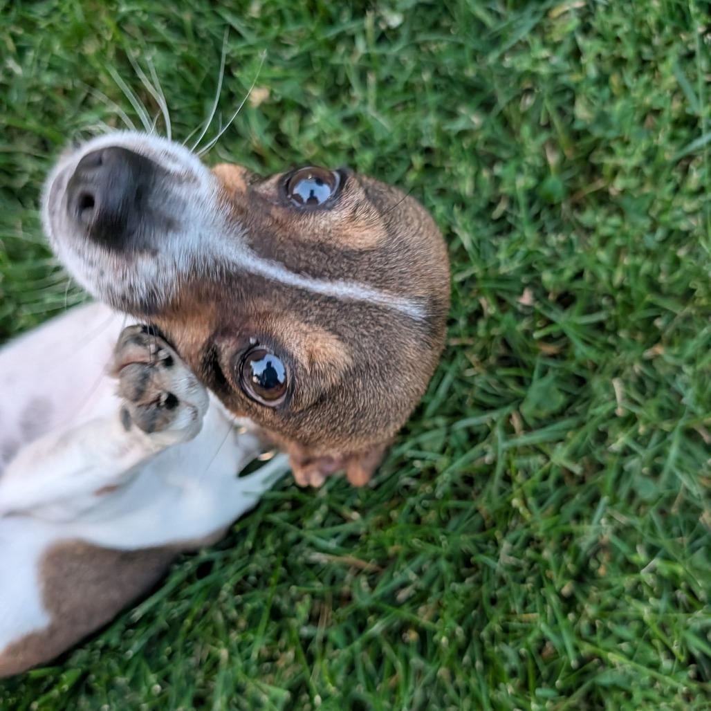 Nova, a Adoptable Mixed Breed in Romeoville, IL image 1/5