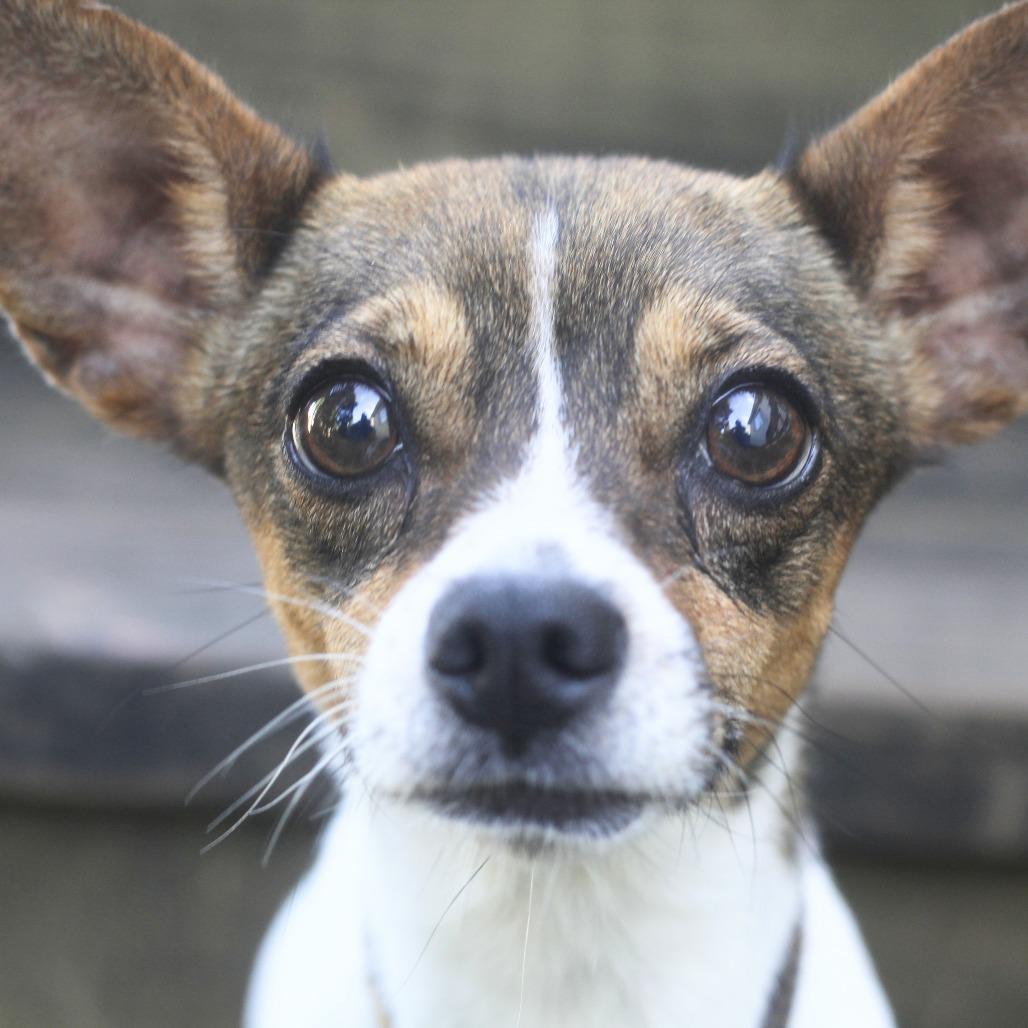 Nova, a Adoptable Mixed Breed in Romeoville, IL image 2/5