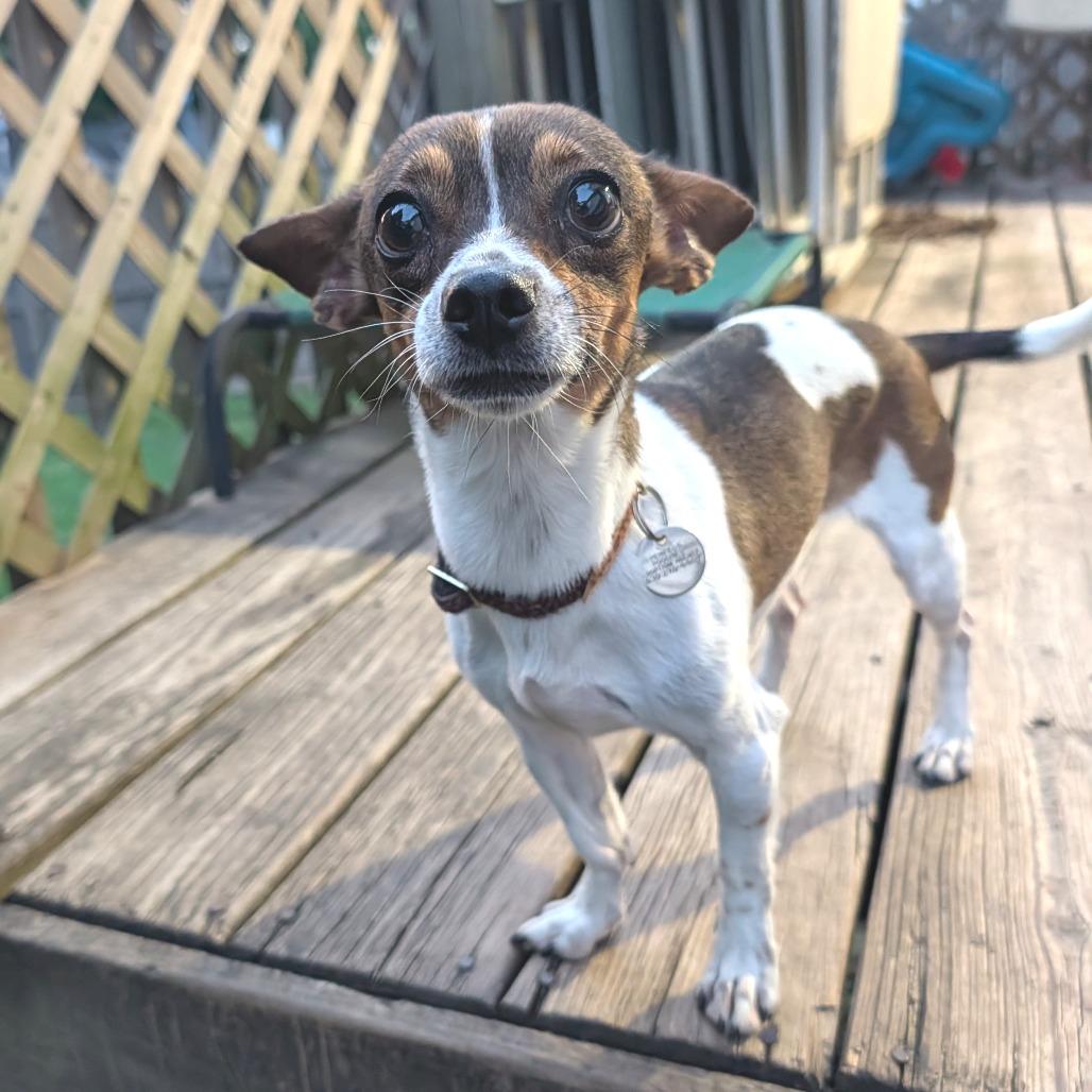 Nova, a Adoptable Mixed Breed in Romeoville, IL image 3/5