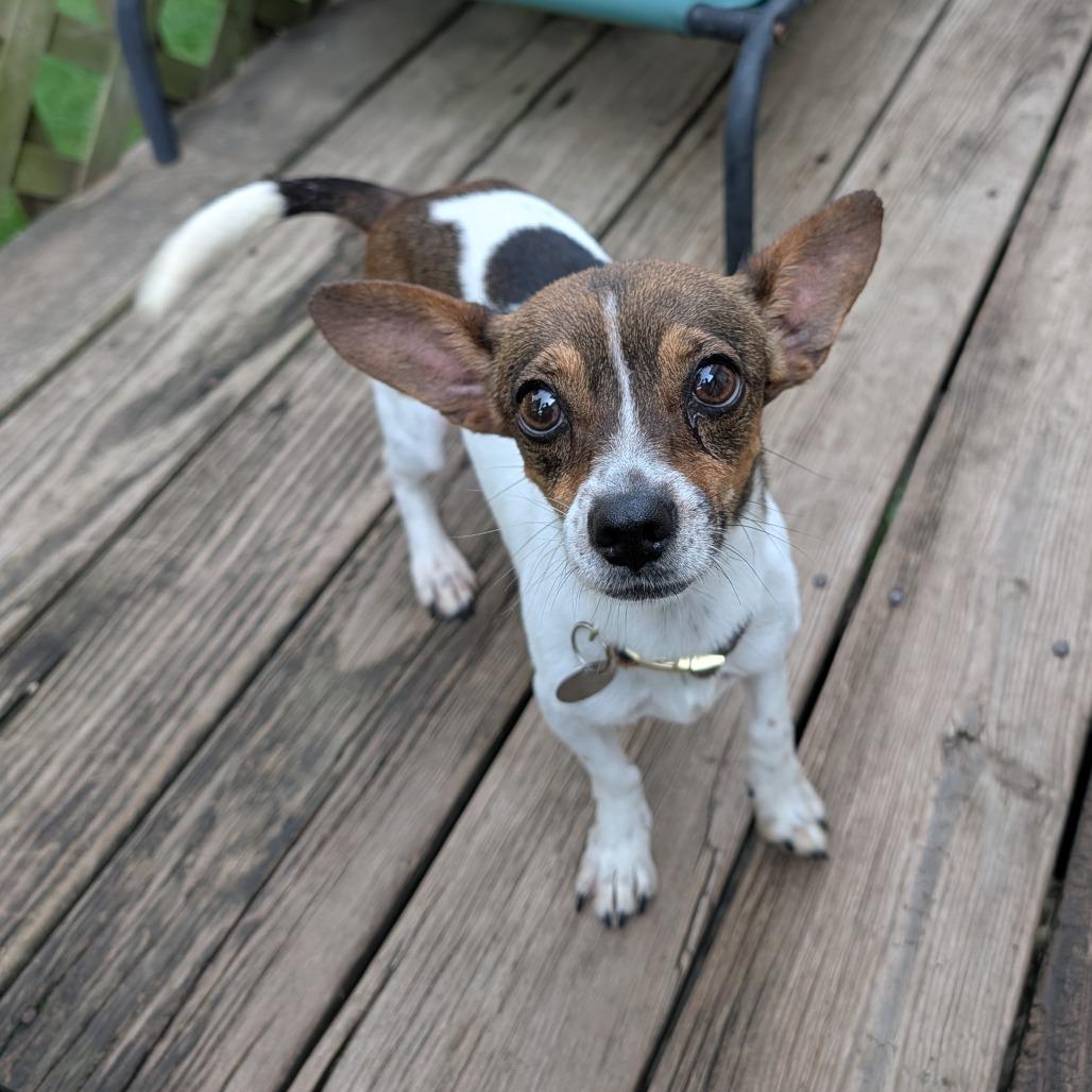 Nova, a Adoptable Mixed Breed in Romeoville, IL image 4/5