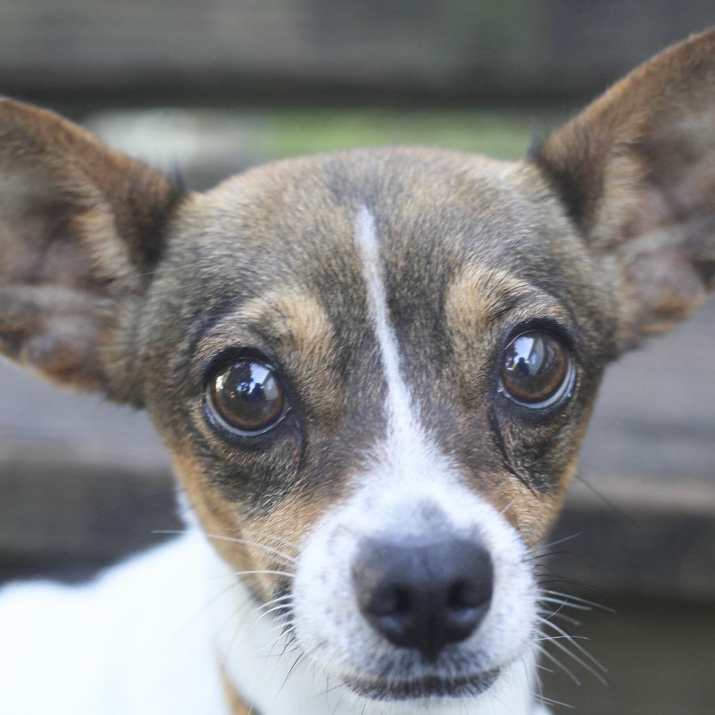 Nova, a Adoptable Mixed Breed in Romeoville, IL image 5/5