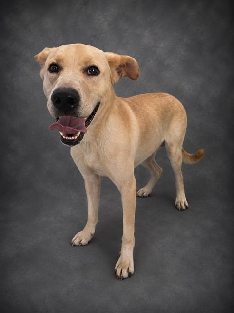 Q-BERT, Adoptable, Adult Male Labrador Retriever.
