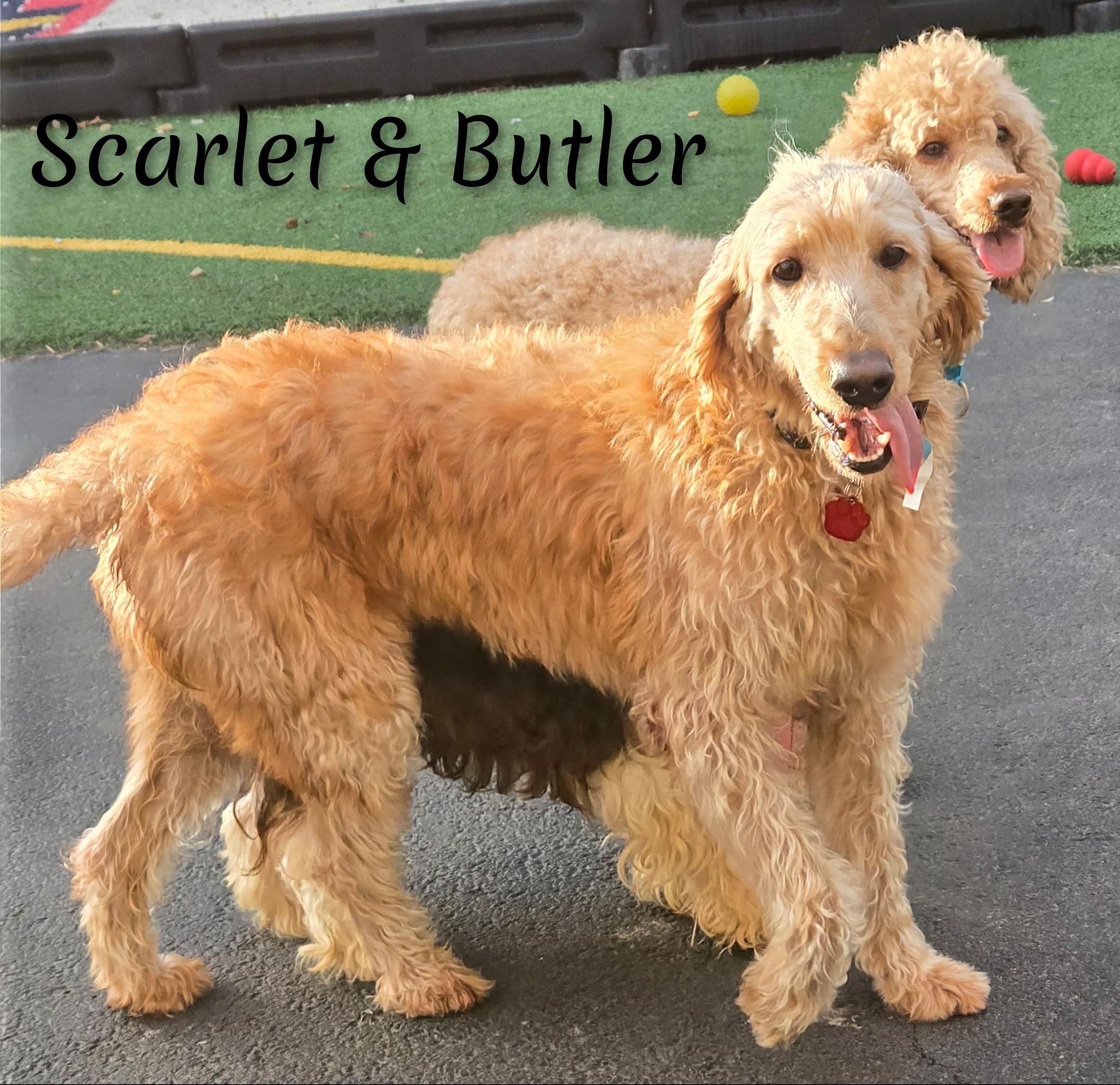 Scarlet, Adoptable, Adult Female Labradoodle.