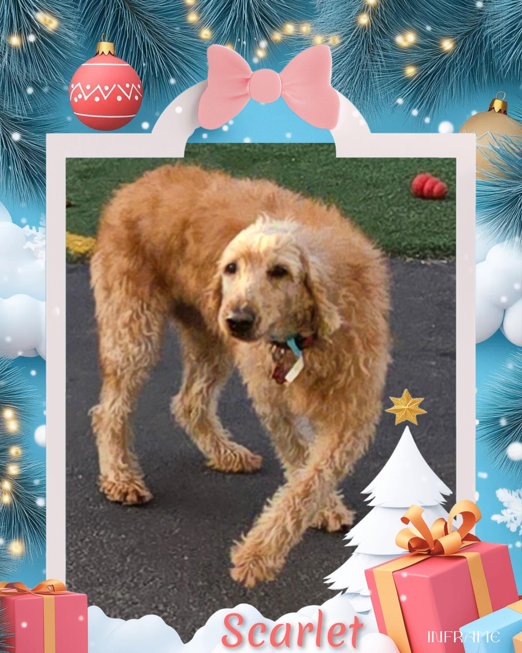 Enlarge Scarlet, a Adoptable Labradoodle in Fredericksburg, VA image 2/6