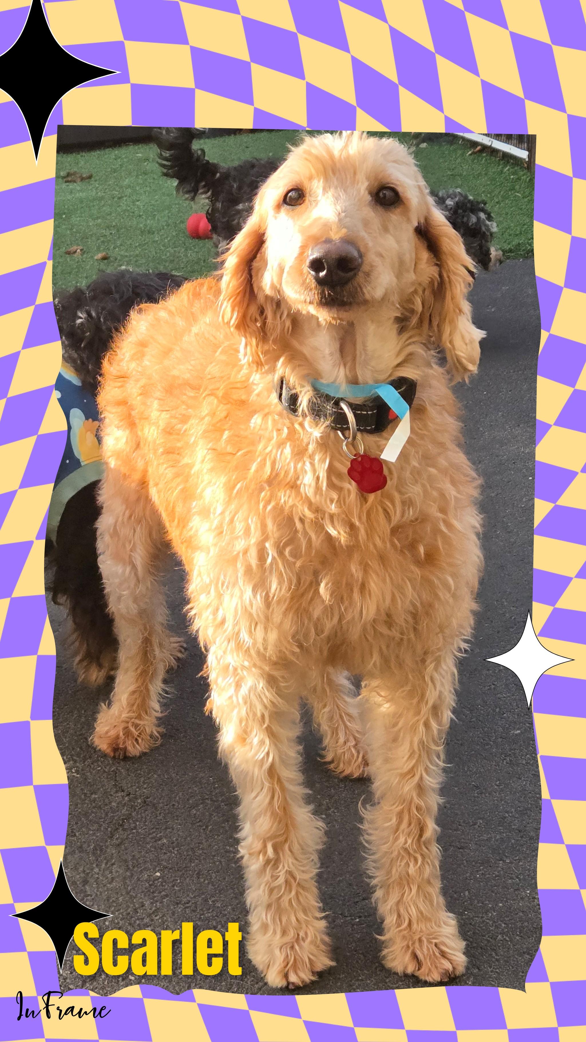 Enlarge Scarlet, a Adoptable Labradoodle in Fredericksburg, VA image 3/6