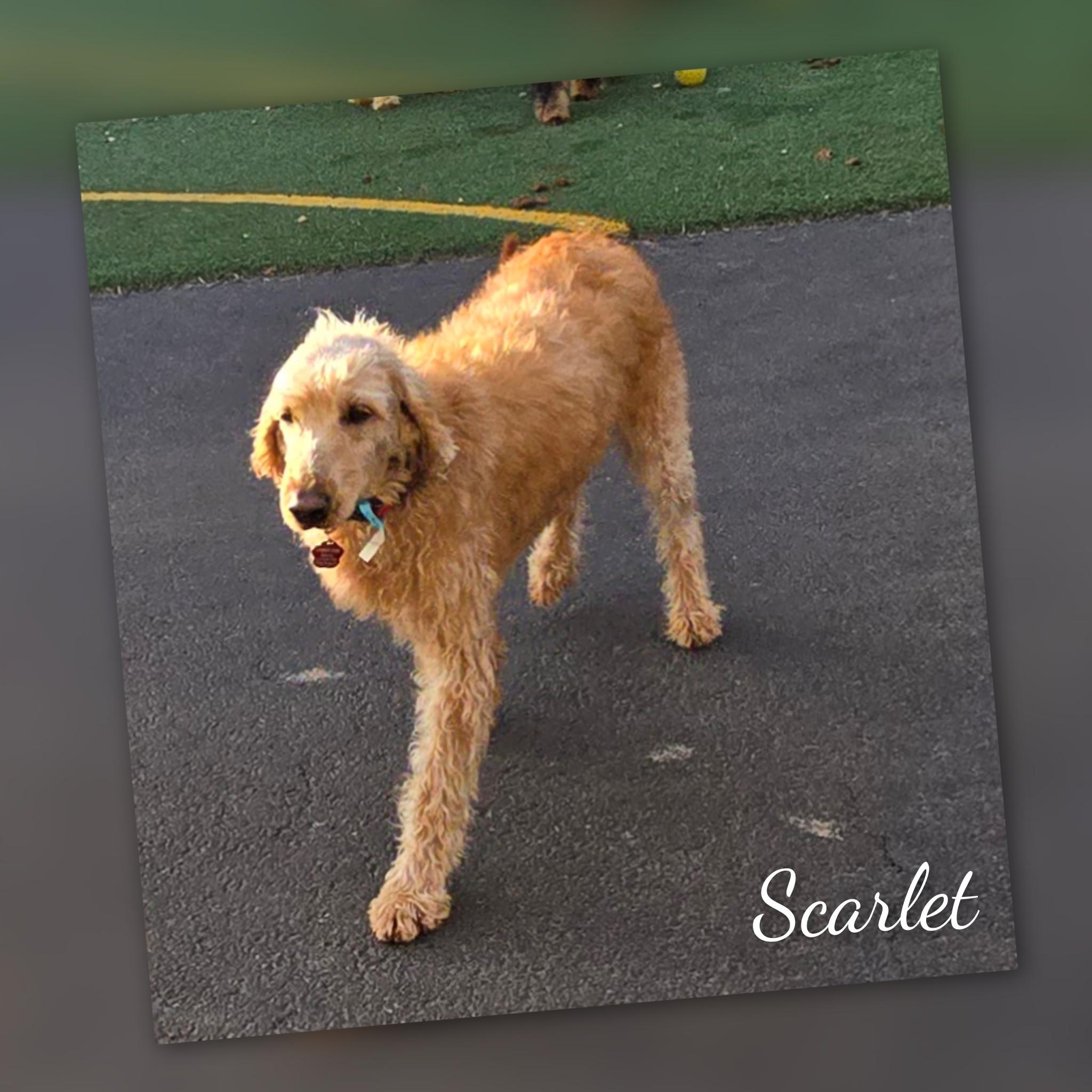 Enlarge Scarlet, a Adoptable Labradoodle in Fredericksburg, VA image 4/6