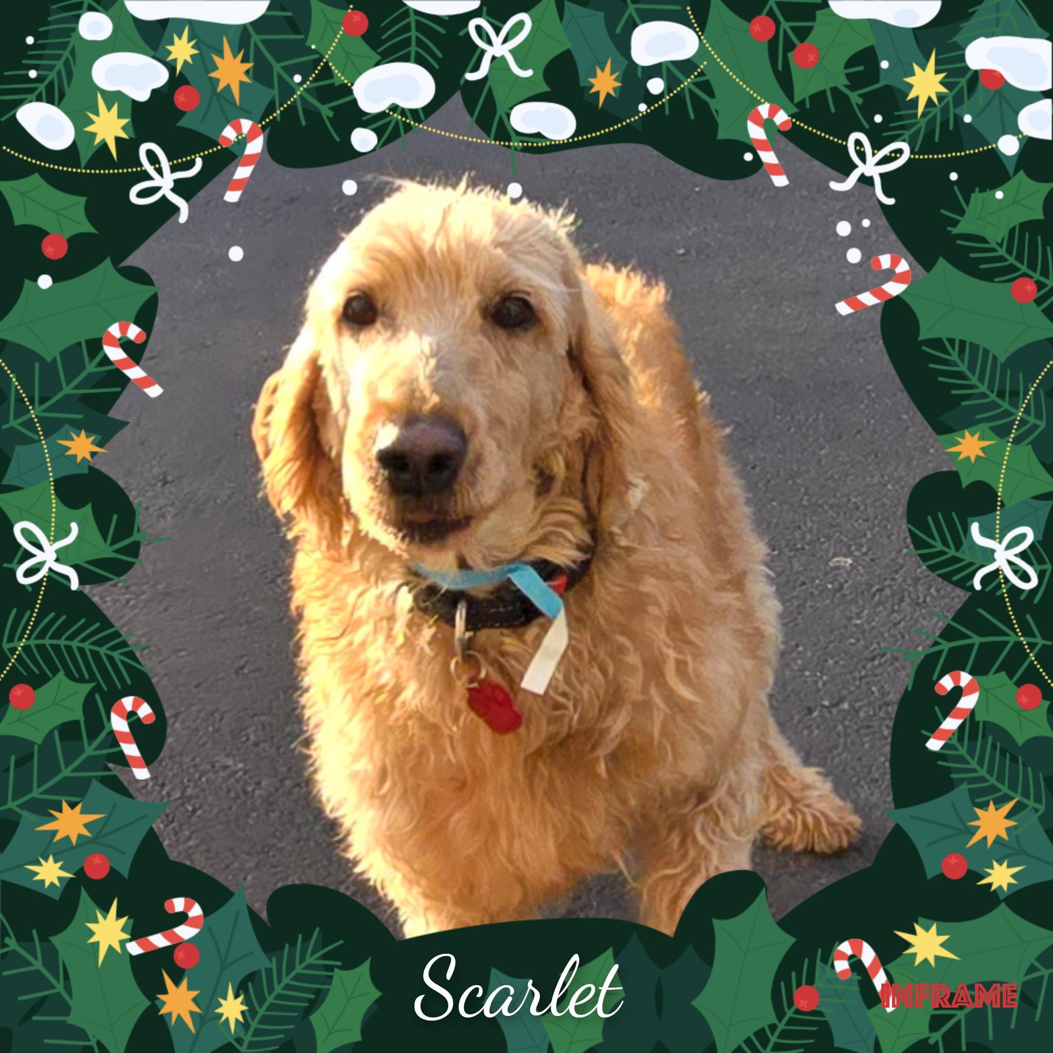 Enlarge Scarlet, a Adoptable Labradoodle in Fredericksburg, VA image 6/6