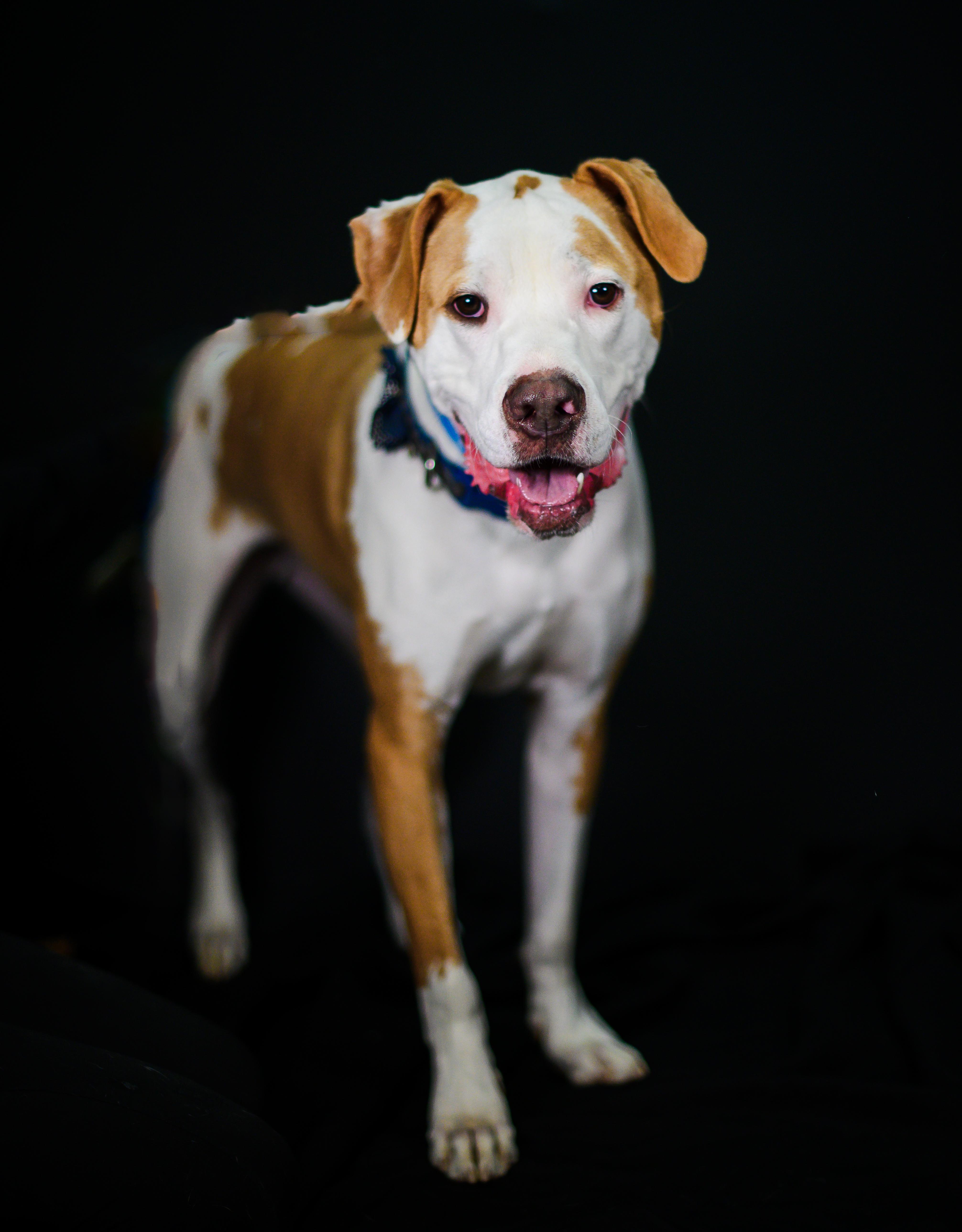 Dozer, Adoptable, Adult Male Pit Bull Terrier.