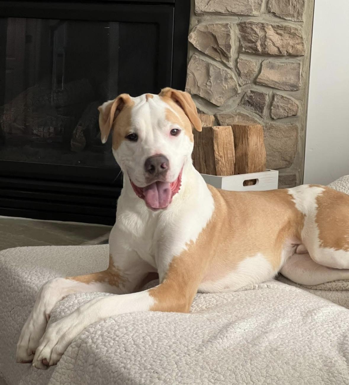 Enlarge Dozer, a Adoptable mixed breed in Ellicott City, MD image 1/5