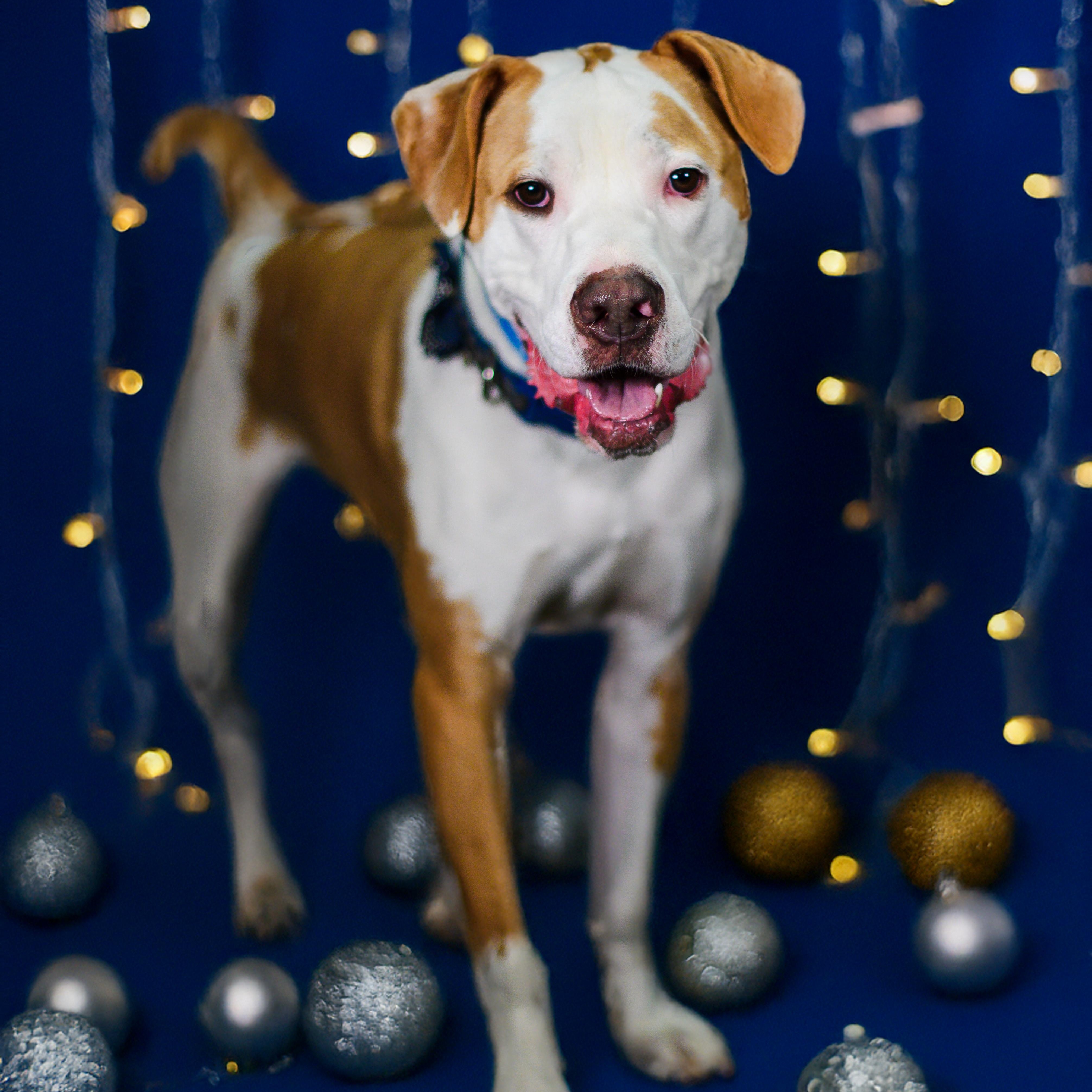 Enlarge Dozer, a Adoptable mixed breed in Ellicott City, MD image 2/2