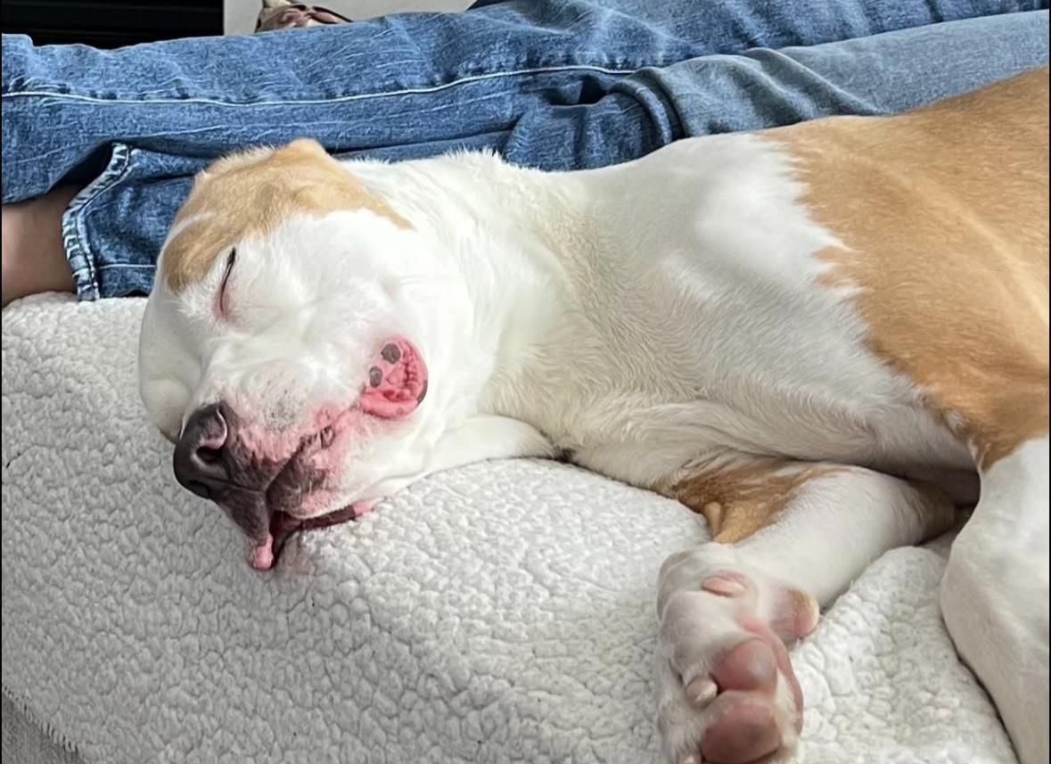 Enlarge Dozer, a Adoptable mixed breed in Ellicott City, MD image 3/5