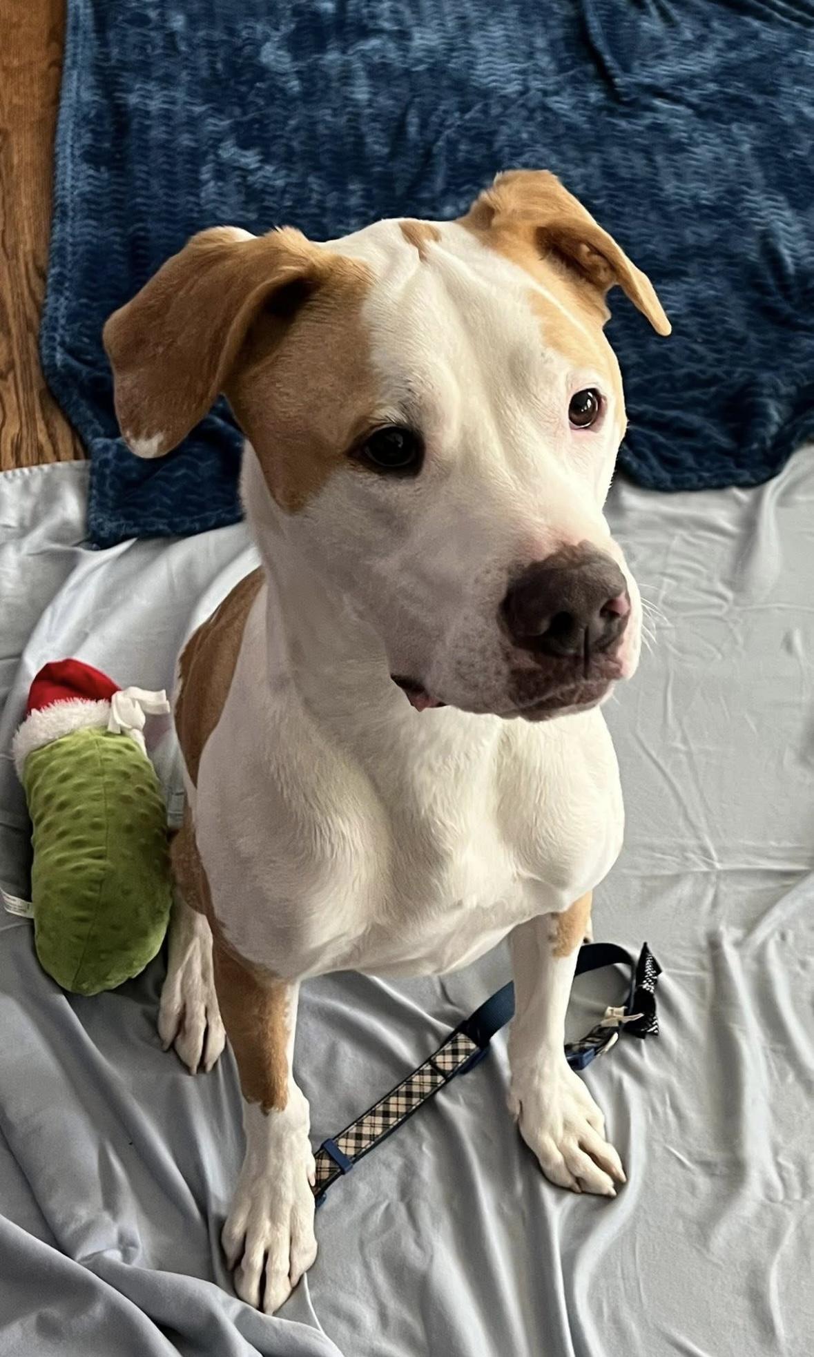 Enlarge Dozer, a Adoptable mixed breed in Ellicott City, MD image 2/5