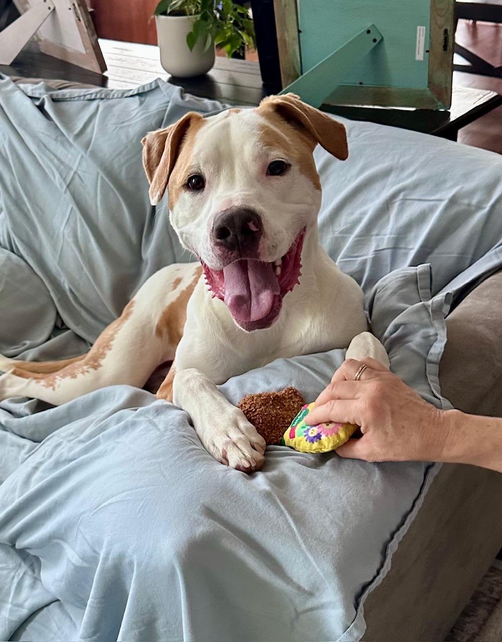 Enlarge Dozer, a Adoptable mixed breed in Ellicott City, MD image 1/6