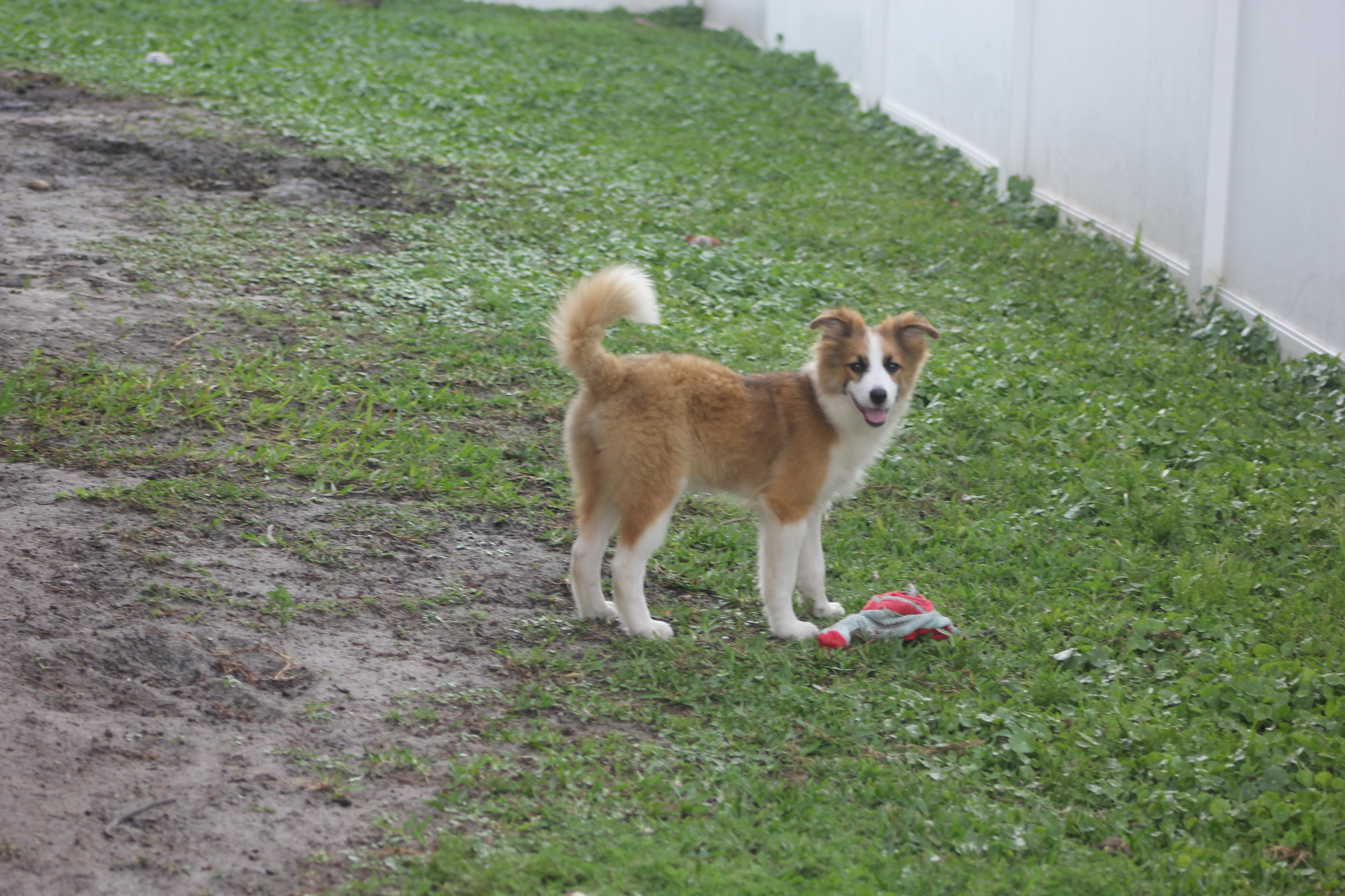Enlarge Irwin, an adoptable Australian Shepherd in Orlando, FL image 2/5