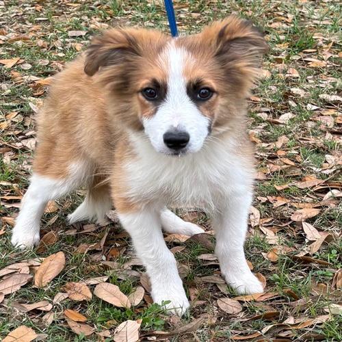 Irwin, adoptable, Young Male Australian Shepherd.
