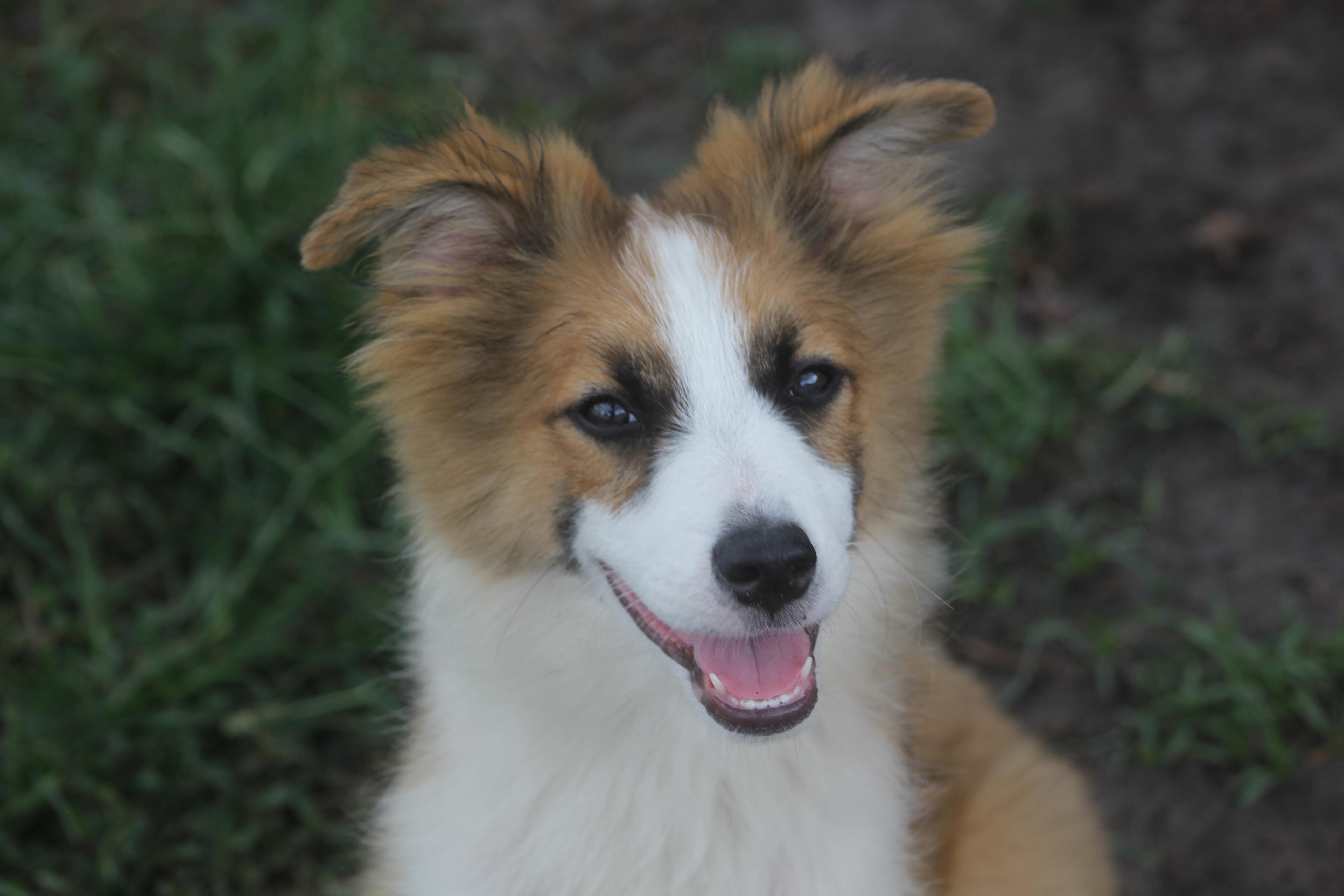 Enlarge Irwin, an adoptable Australian Shepherd in Orlando, FL image 4/5