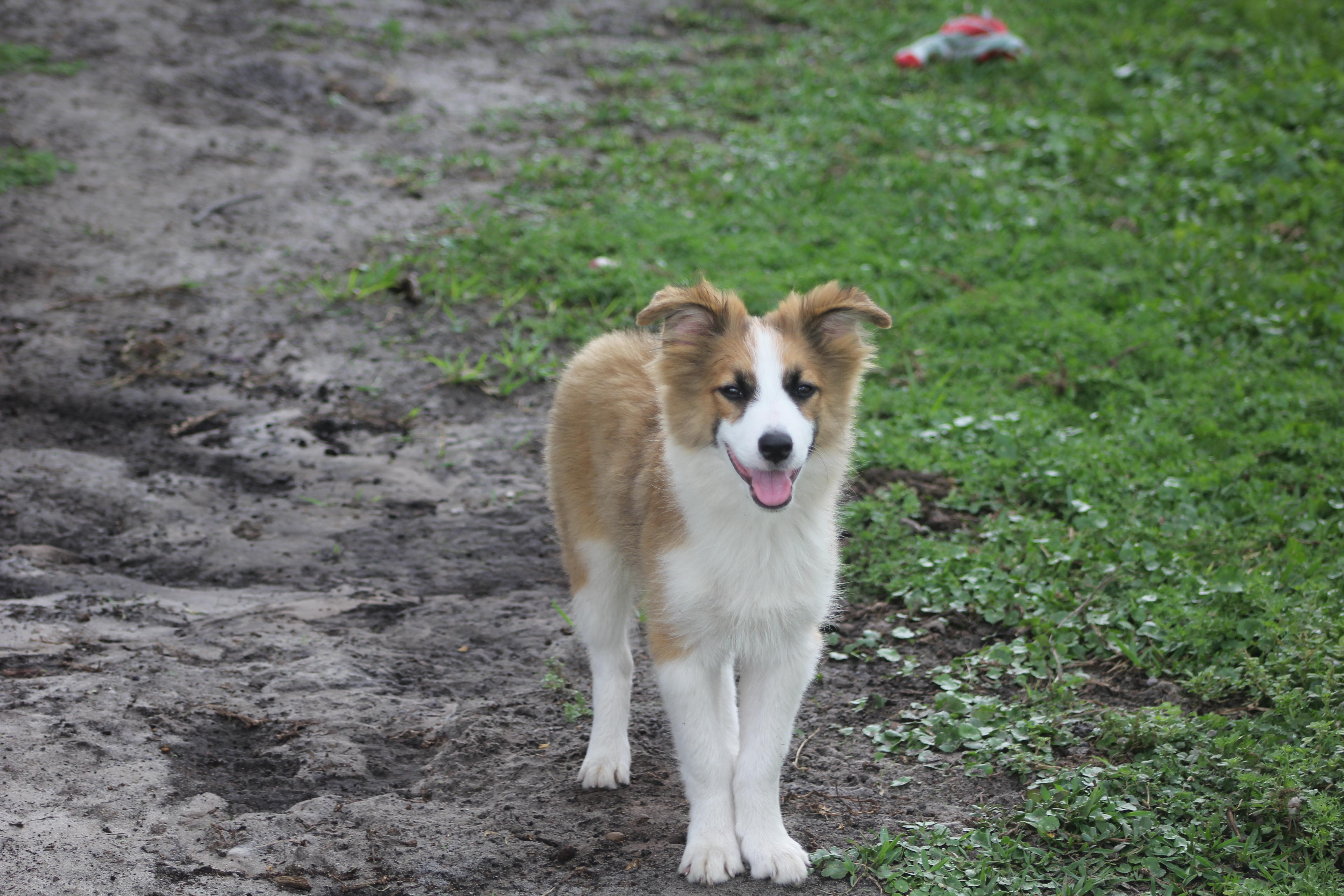 Enlarge Irwin, an adoptable Australian Shepherd in Orlando, FL image 3/5