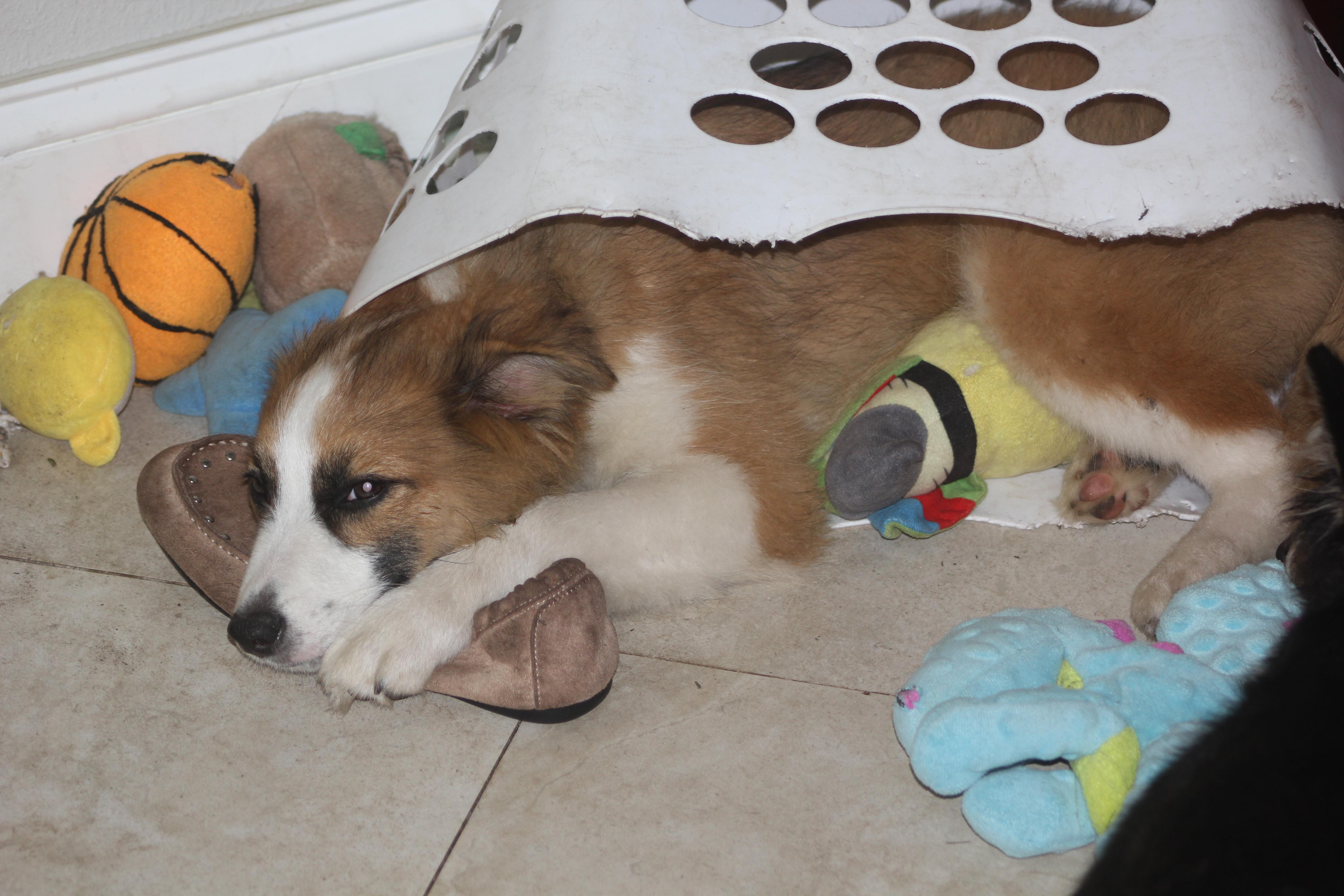 Enlarge Irwin, an adoptable Australian Shepherd in Orlando, FL image 5/5
