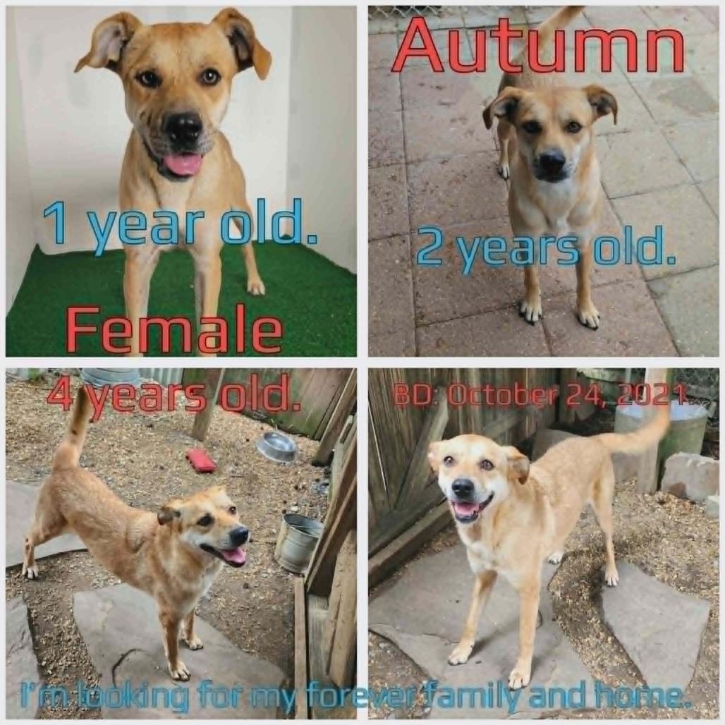 Autumn, a Adoptable Mixed Breed in Boaz, AL image 1/5