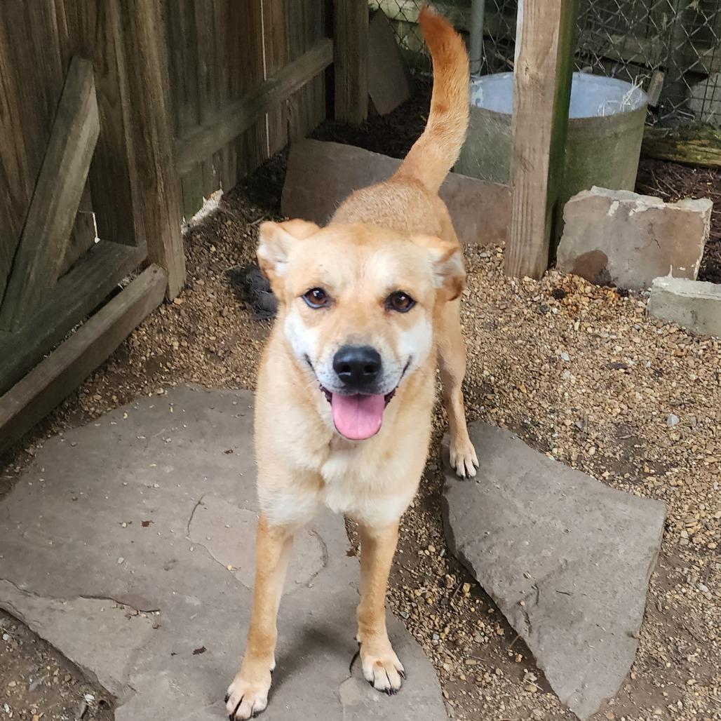 Autumn, a Adoptable Mixed Breed in Boaz, AL image 2/5