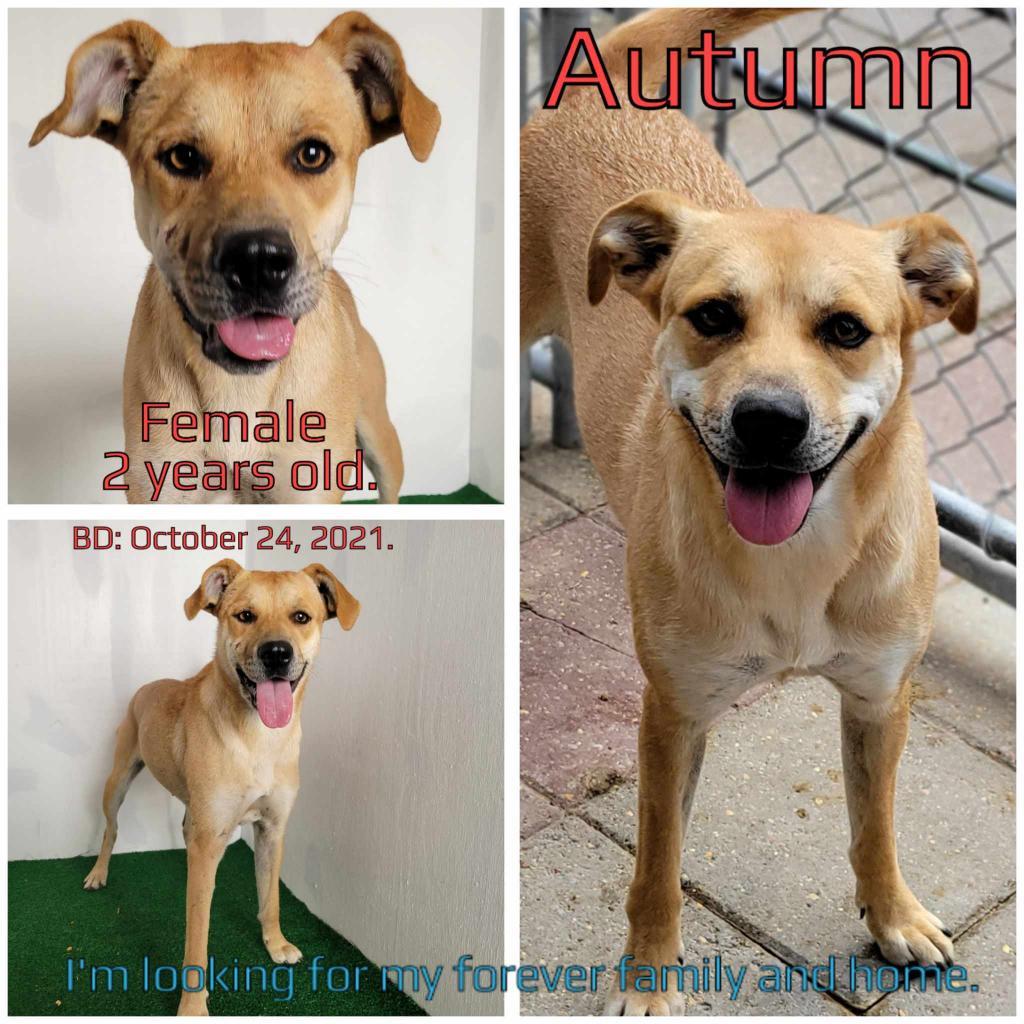 Autumn, Adoptable, Adult Female Mixed Breed.