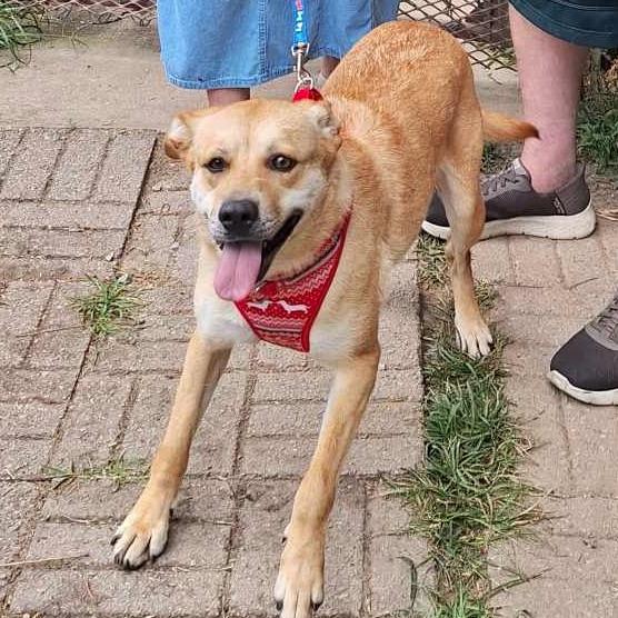 Autumn, Adoptable, Adult Female Mixed Breed.