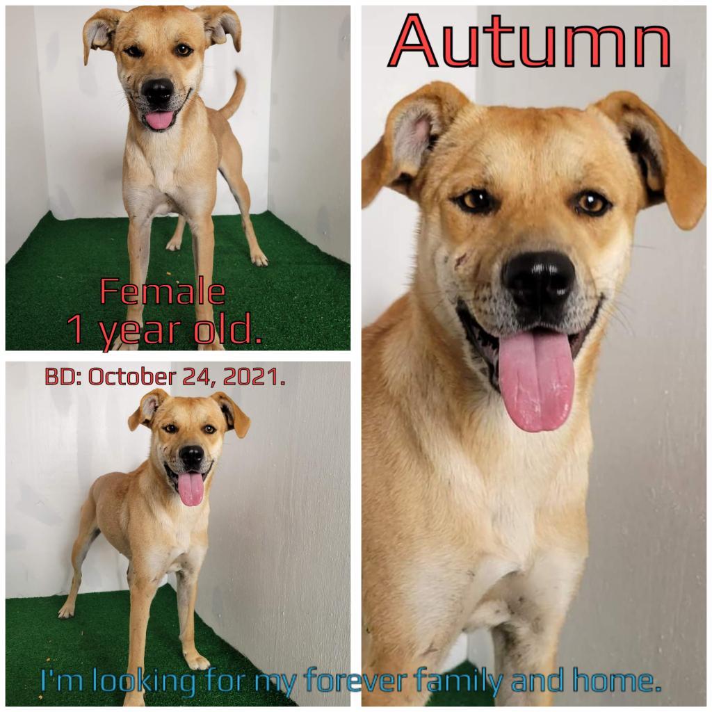 Autumn, a Adoptable Mixed Breed image 3/3