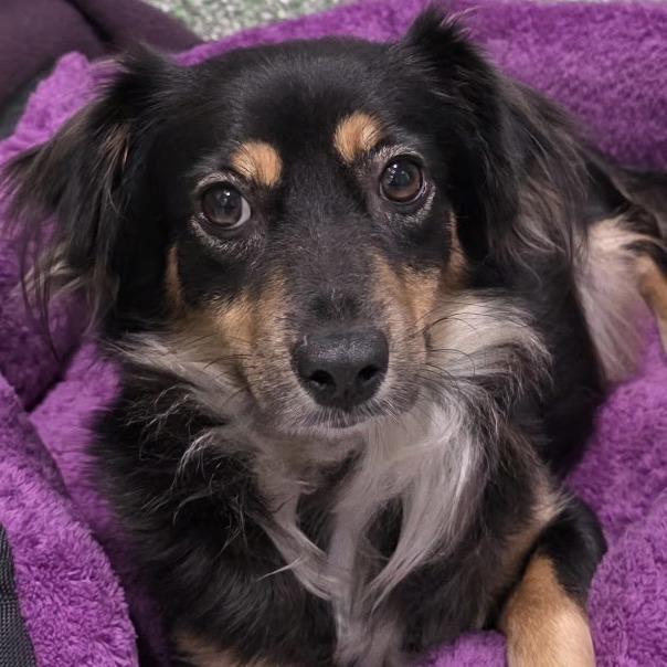 Enlarge Alexis, a Adoptable mixed breed in Calverton, NY image 1/5
