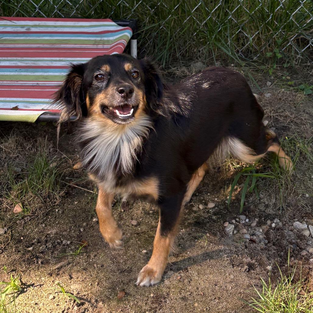 Enlarge Alexis, a Adoptable mixed breed in Calverton, NY image 2/5