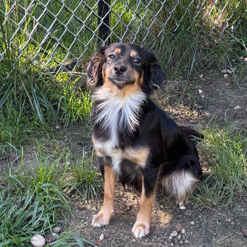 Enlarge Alexis, a Adoptable mixed breed in Calverton, NY image 3/5